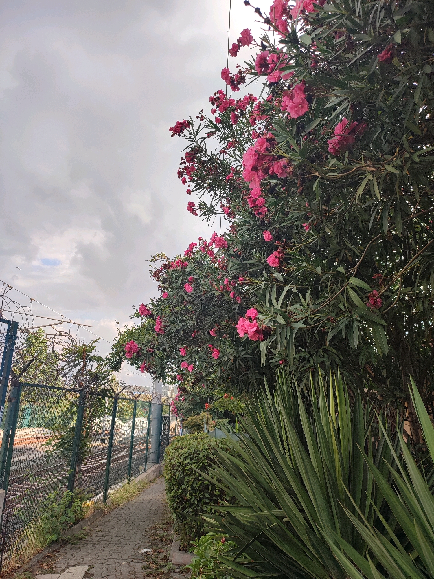 The image depicts a paved walkway next to a fenced area with barbed wire, adjacent to a set of train tracks. To the right of the walkway, a dense bush is visible. Behind the fence, trees and flowering oleander bushes with pink blossoms are prominent. The sky is overcast with gray clouds. The scene appears to be an outdoor setting in an urban or semi-urban environment, likely near a transportation hub, possibly in Kadıköy, Turkey, given the context of the request. No people are visible in the image.
