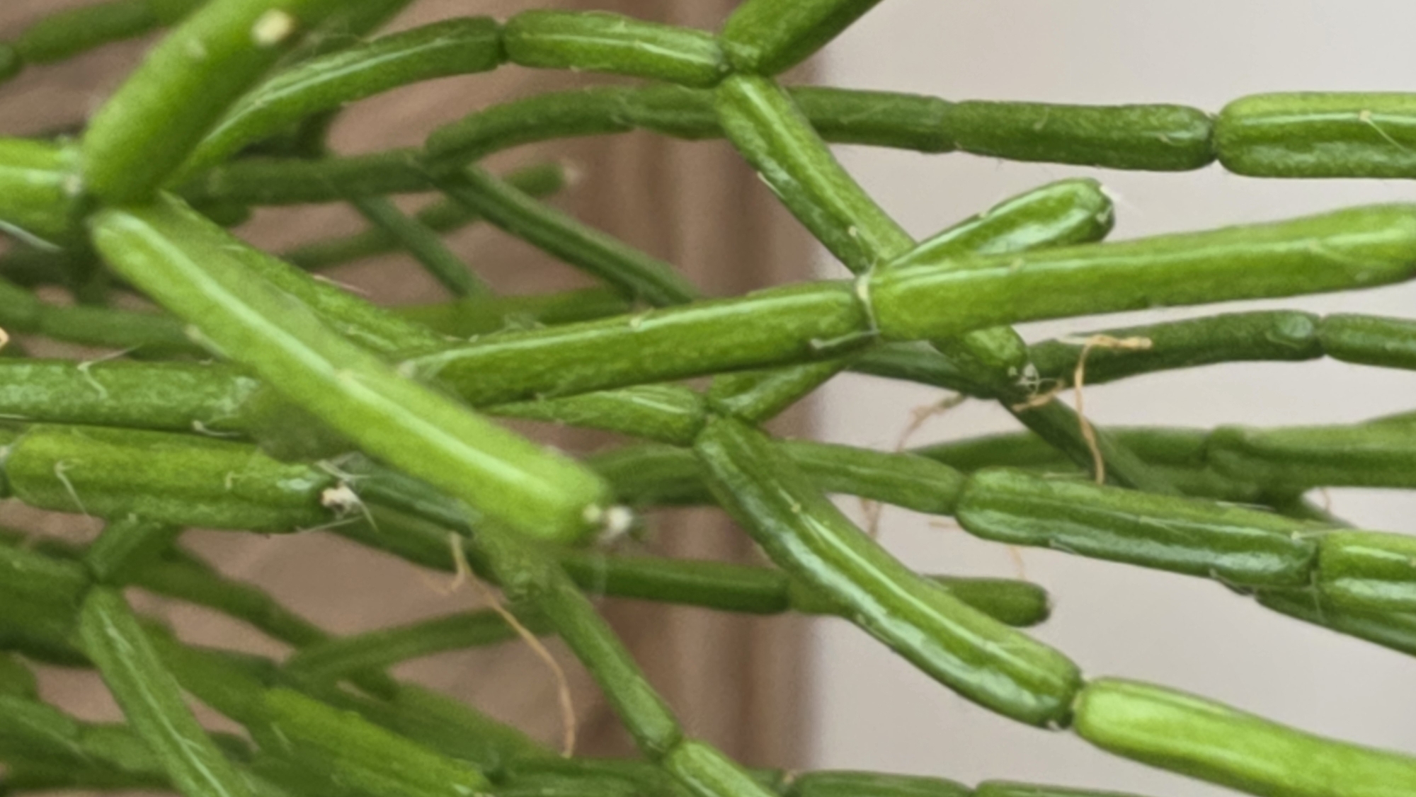 The image shows a close-up of a green succulent plant with segmented stems. The segments are cylindrical and glossy, connected by constrictions. A few thin, pale brown aerial roots are visible. The background is blurred, suggesting a close-up perspective. The location is not identifiable as Saint Petersburg, Russia, based solely on the visual information.