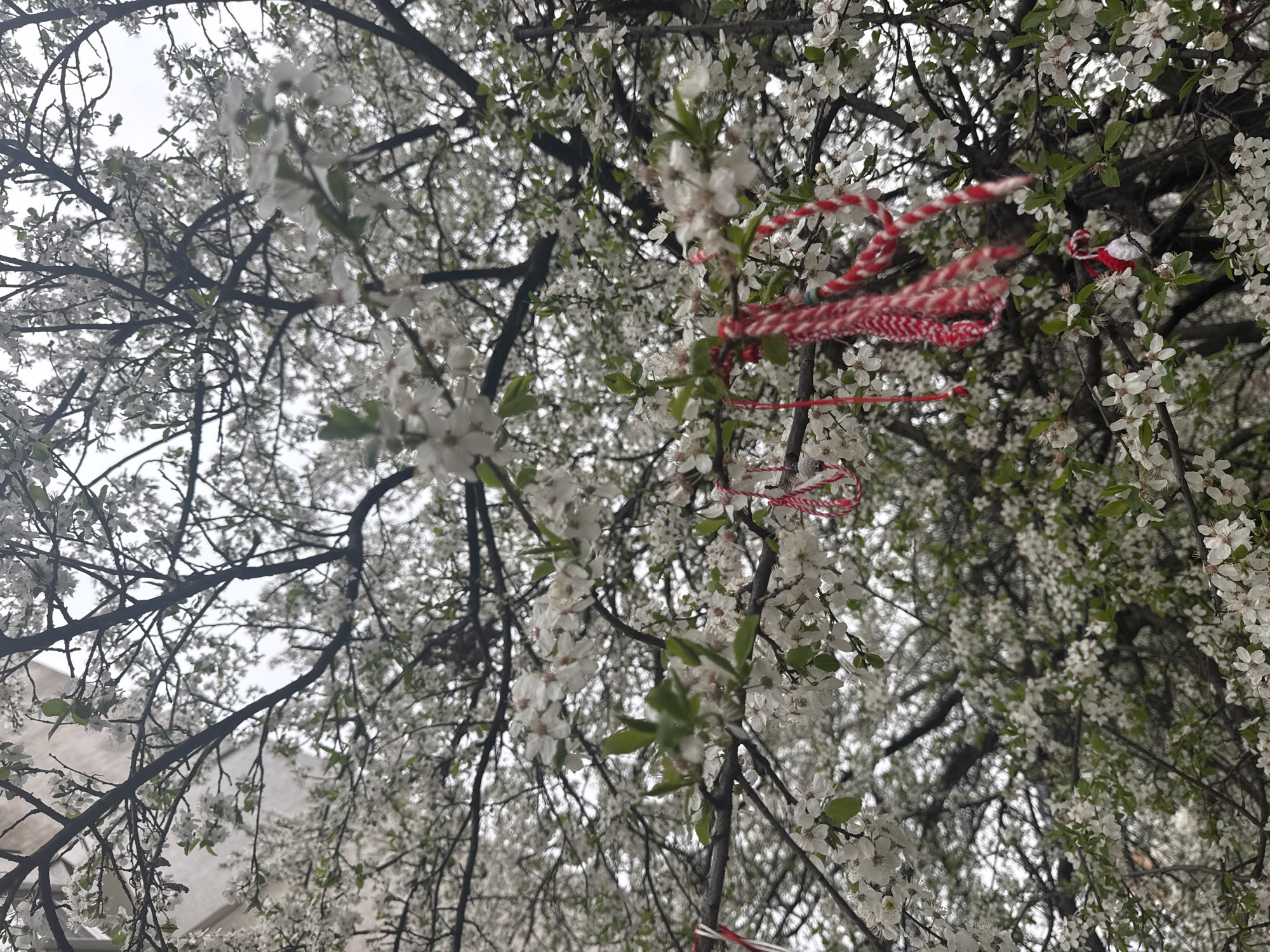 The image shows a tree in full bloom with white flowers. Red and white yarn decorations, Martenitsas, are tied to the branches. The location is likely Sofia, Bulgaria, given that the Martenitsa is a Bulgarian symbol for the month of March. The sky is overcast. The focus is on the tree and its decorations.