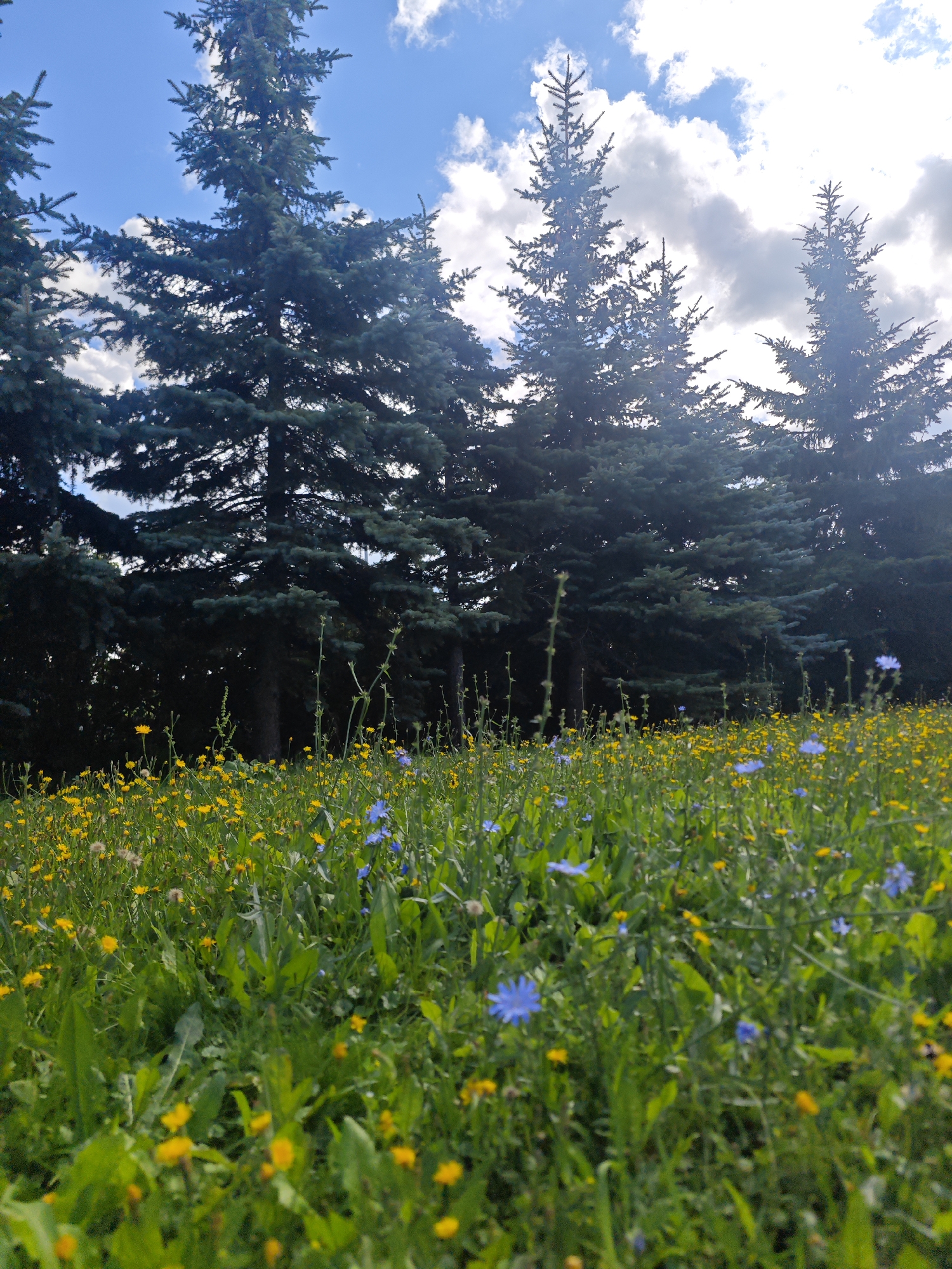 This image depicts a meadow filled with yellow and blue wildflowers, set against a backdrop of tall evergreen trees under a partly cloudy sky. The perspective is low, looking up from the ground level, emphasizing the lushness of the meadow and the grandeur of the trees. The scene appears to be in a natural outdoor setting, possibly a park or a rural area. Without additional context, it is not possible to pinpoint the exact location in Shushary, Russia, but the environment suggests a natural landscape rather than a typical urban cityscape. No people or specific actions are visible in the frame.