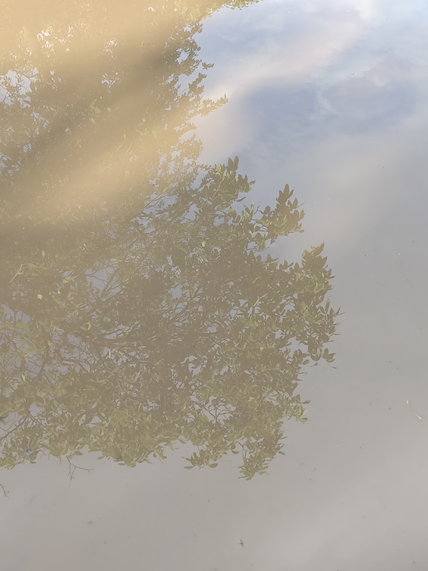 The image appears to be a reflection in a body of water. The reflection includes a tree with green leaves and a portion of the sky, potentially with clouds. The water is murky, obscuring a clear view of the reflected image. The location is not identifiable from the image alone.