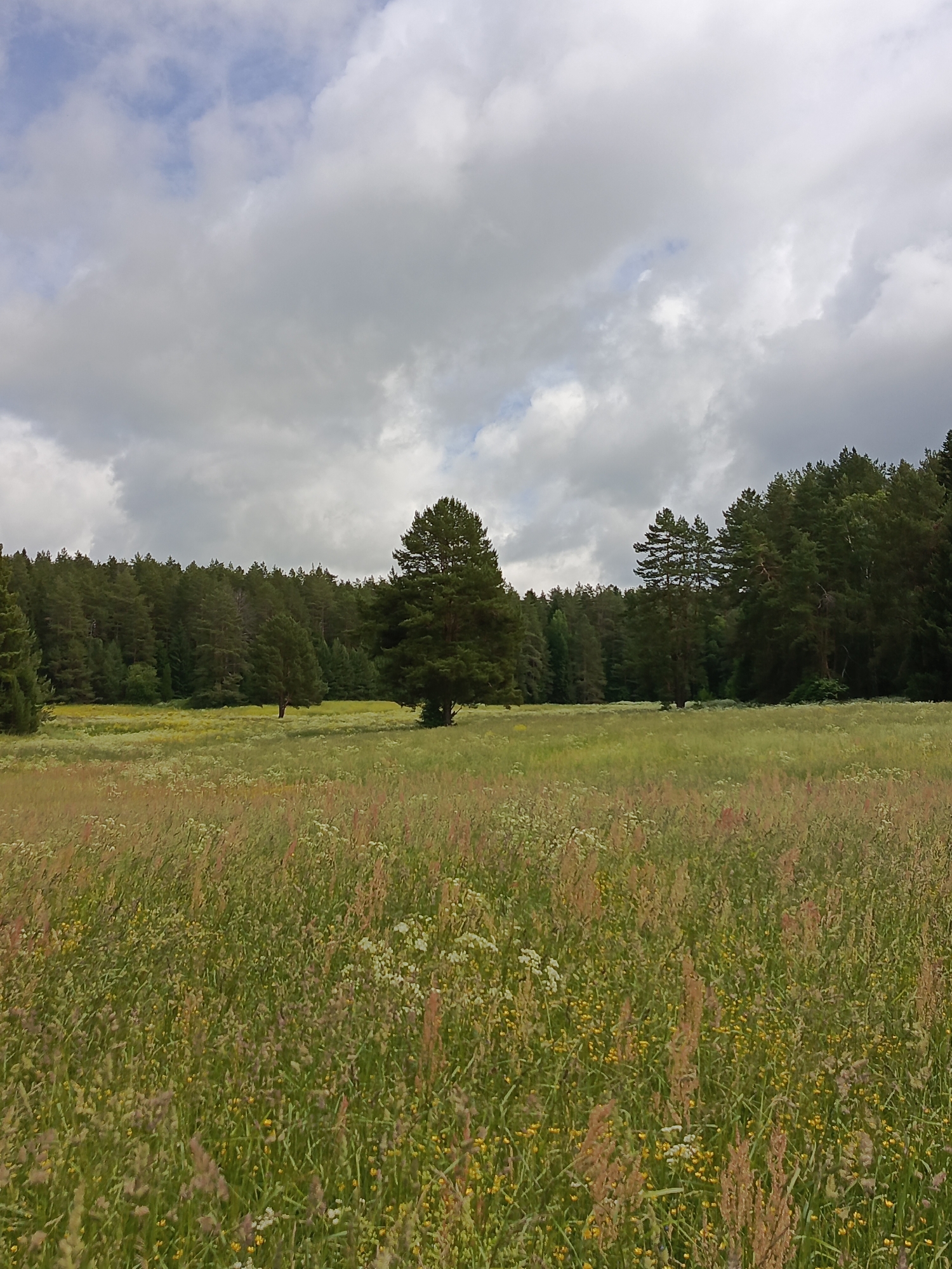 The image depicts a meadow in Chumna, Russia, with a dense forest in the background. The foreground is dominated by tall grasses and wildflowers, with hues of green, yellow, and pink. The middle ground features a scattering of trees, including a prominent pine tree in the center. Beyond the meadow lies a thick forest of pine trees, stretching across the horizon. The sky above is overcast with large, dramatic clouds, suggesting a cloudy or potentially stormy day. No people or animals are visible in the scene. The overall impression is one of a natural, untamed landscape.