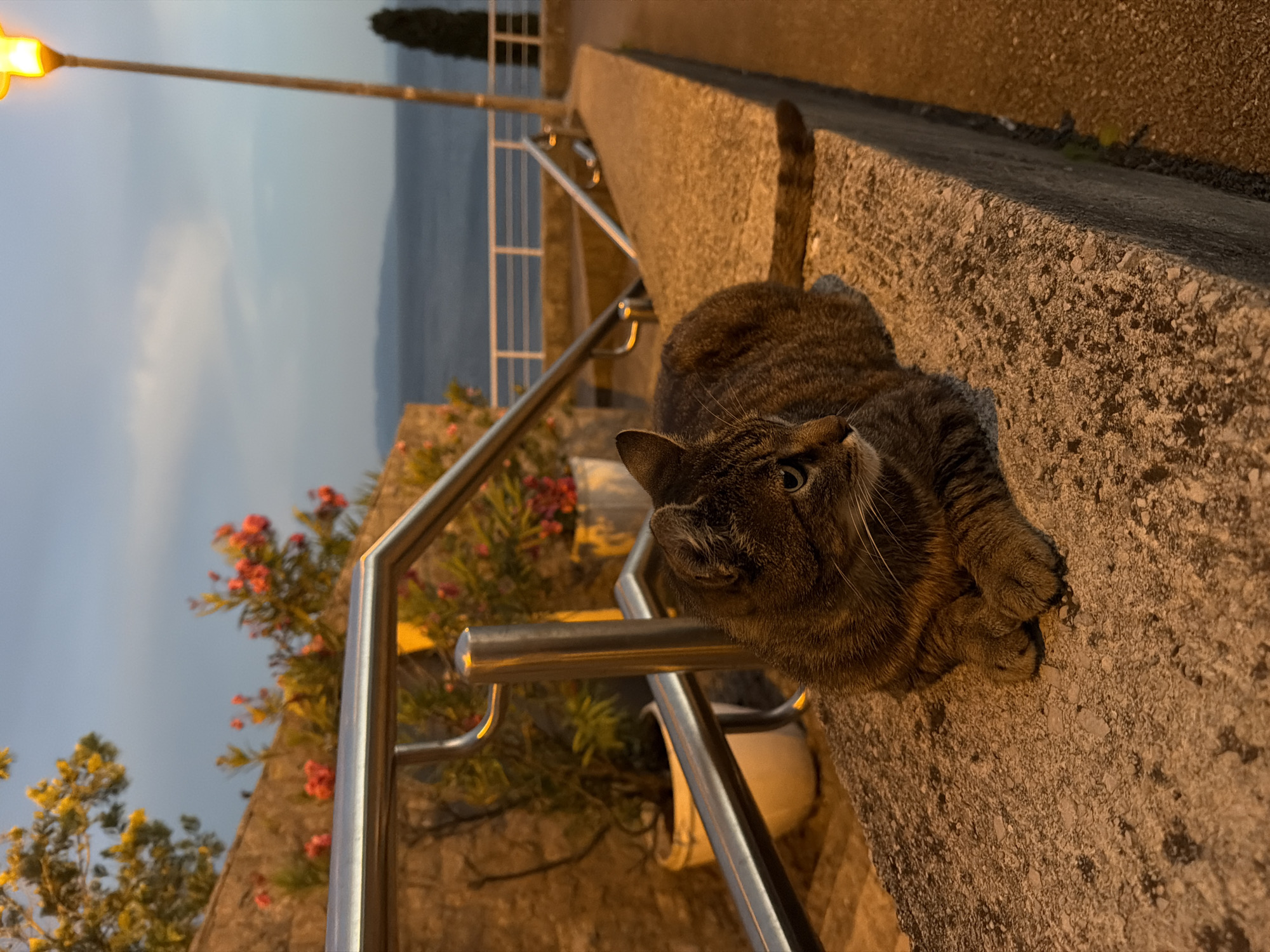A tabby cat rests on a stone ledge at dusk. The cat is facing to the right, with its paws tucked underneath it. The background shows a body of water, a railing, and a streetlamp. The overall lighting suggests it is either early morning or late evening. The location is outdoors and appears to be a waterfront area with some vegetation. There are no people present in the image.