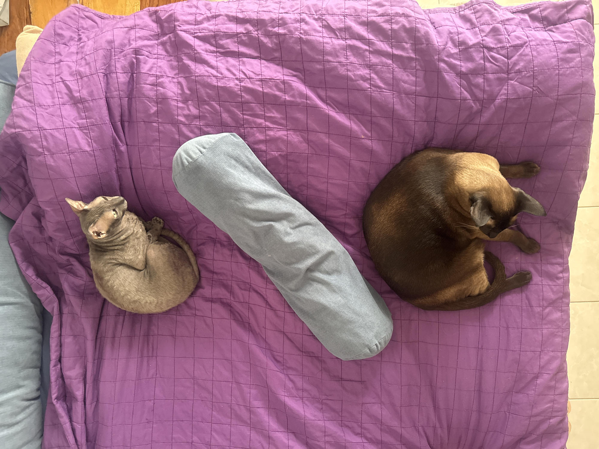 Two cats are lying on a purple quilted blanket on a bed in Ramat Gan, Israel. A gray yoga bolster sits between the cats. One cat is gray, and the other is brown. Both cats are curled up. The bed is located in an indoor location, most likely a home. The lighting is bright.