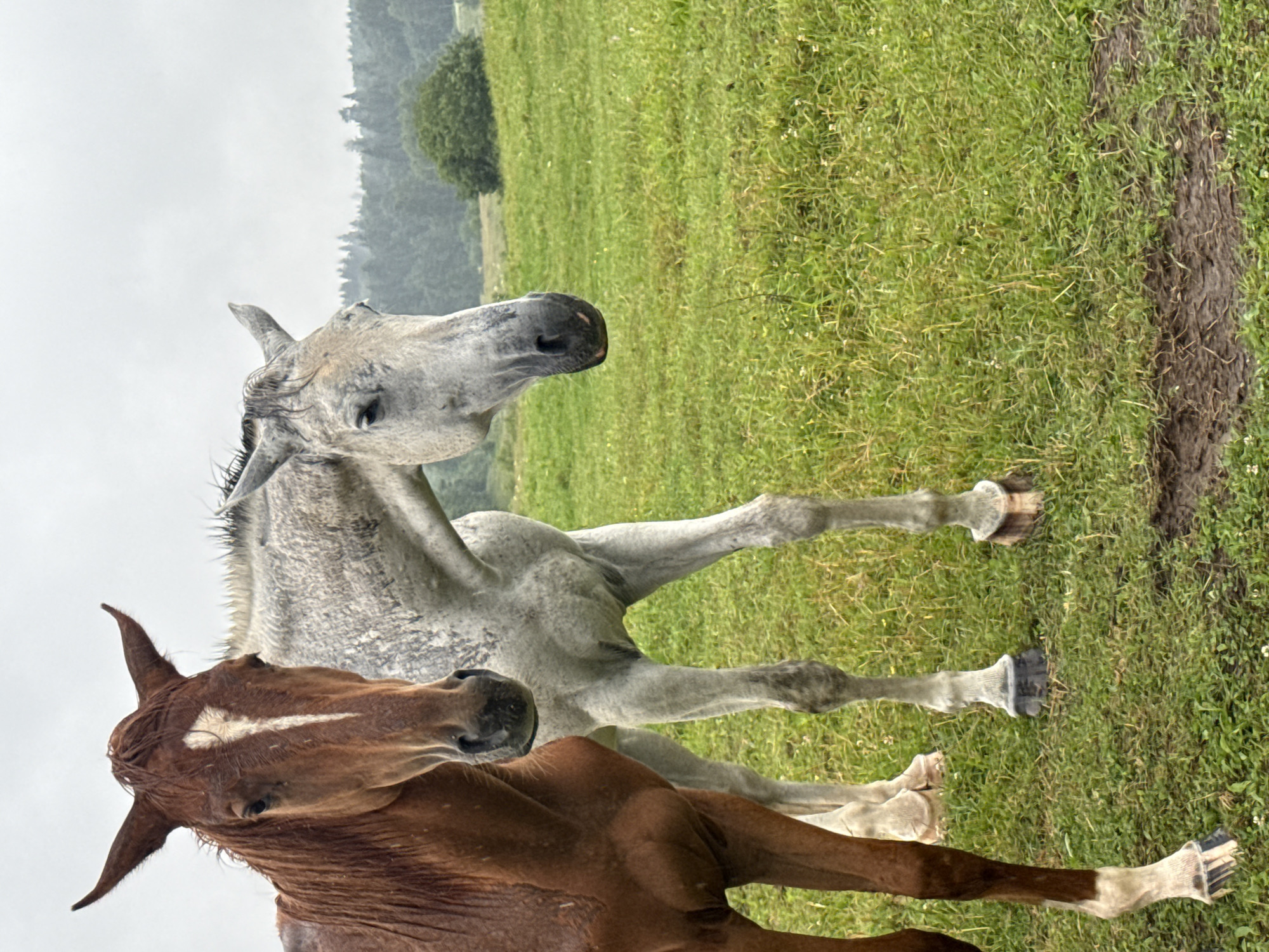 Two horses, one brown and one gray, stand in a grassy field. The brown horse is on the left and faces forward, its head slightly tilted. It has a white marking on its forehead. The gray horse is on the right, facing slightly to the right, with its head lowered as if grazing. Both horses appear wet, possibly from rain. The field is green and somewhat uneven, with patches of mud visible. In the background, there is a dense line of trees and a small, rounded bush. The sky is overcast and gray. The image was taken outdoors in a rural setting, likely in or near Galinė, Lithuania.