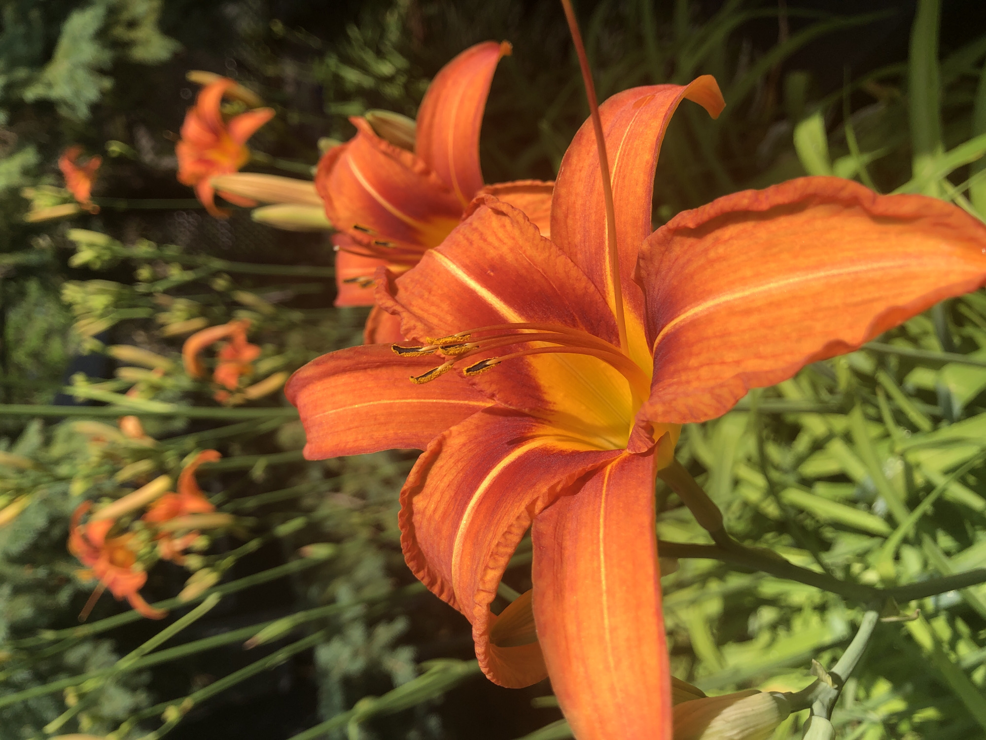 A close-up, low-angle, outdoor shot captures several vibrant orange lilies in bloom. The foreground is dominated by a large, fully opened lily, its petals radiating outwards with a deep orange hue and subtle yellow and reddish-brown markings. The stamen and pistil are visible in the center, tipped with dark pollen. Behind this prominent flower, another lily is partially visible, also in bloom, and further in the background, a cluster of lilies and buds, some in focus and some blurred, create a layered effect. The lilies are set against a backdrop of lush green foliage and stems, with shafts of sunlight illuminating the scene, creating highlights and shadows. The image was taken in a garden setting, likely a public or private garden, on a sunny day. Specific location details within Barrie, Canada, are not discernible from the image.