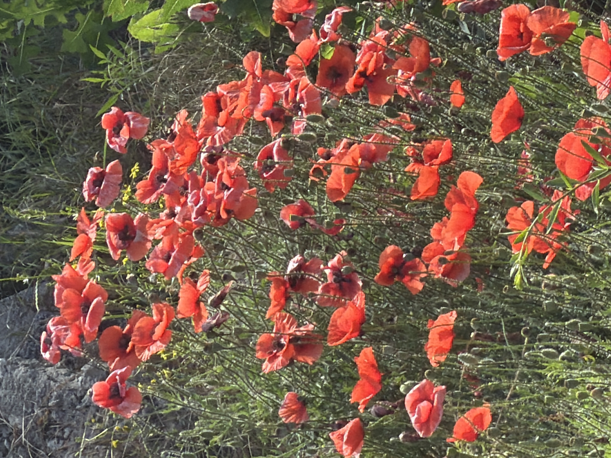 A close-up, eye-level shot captures a dense field of vibrant red poppies in Varna, Bulgaria, bathed in bright sunlight. The poppies, with their delicate, crinkled petals, fill the frame, interspersed with their thin, green stems and some unopened buds. In the upper left corner, a large, grey, rough-textured rock face provides a stark contrast to the soft floral display. The background consists of out-of-focus green foliage and dry grasses, suggesting a natural or semi-wild setting. The overall impression is one of abundant natural beauty.