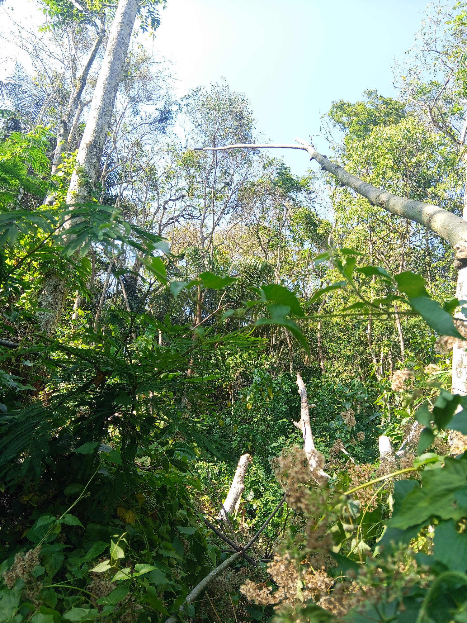 The image depicts a dense forest environment with a clear sky overhead. The foreground is dominated by lush green foliage, including ferns and vines, with several dead branches scattered throughout. In the background, tall trees with light-colored bark are visible, along with more green vegetation and the sky. The scene suggests a natural, overgrown area within or near the city of Makale, Indonesia. There are no people or animals visible in the image, and no specific actions or interactions are taking place. The overall impression is one of a wild, untamed natural landscape.