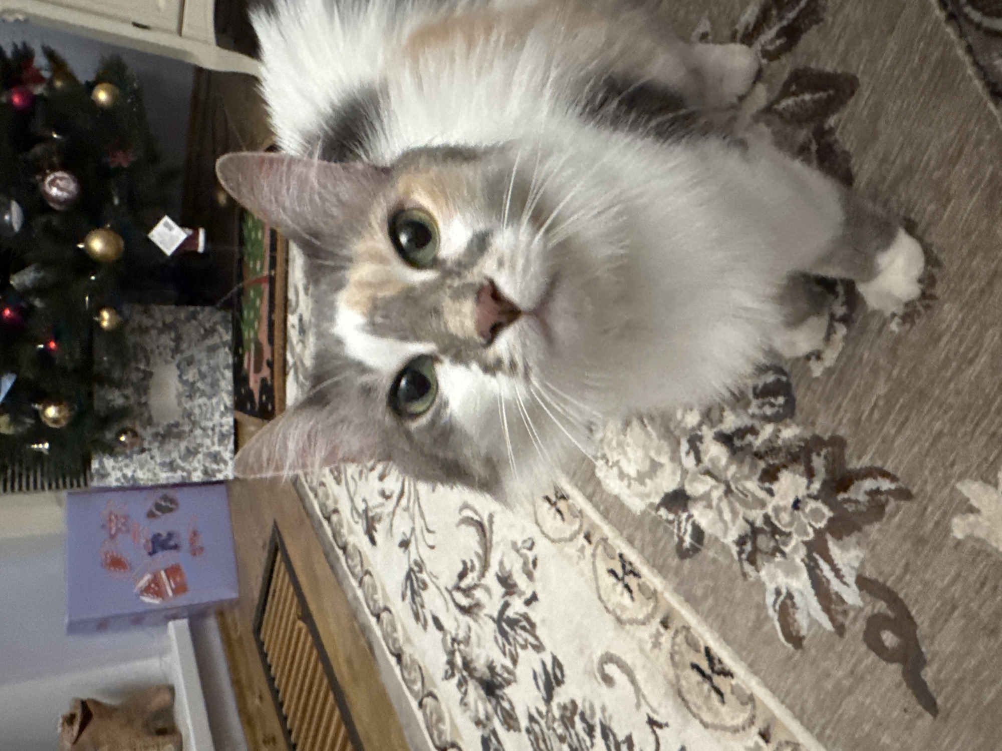 A calico cat with green eyes and white, gray, and ginger fur is looking directly at the camera. The cat is standing on a patterned rug in what appears to be a living room. In the background, a decorated Christmas tree with ornaments and lights is visible, along with a stack of presents or boxes. To the left, a heating grate is present on the floor. The overall scene suggests a festive, indoor environment, likely a home. There is no specific indication of its location within the city of Yeysk, Russia.