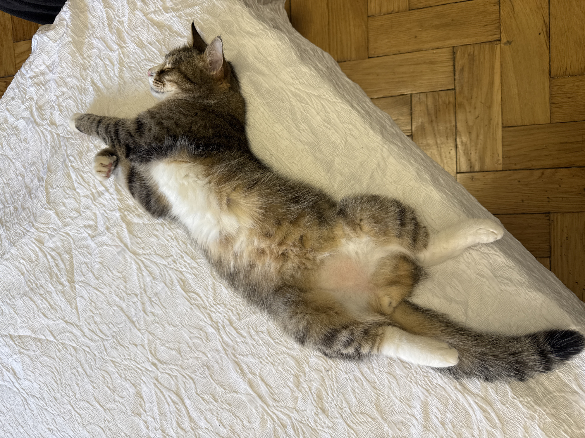 A tabby cat with white belly fur is sleeping on its back on a white textured cushion, which rests on a wooden herringbone-patterned floor.