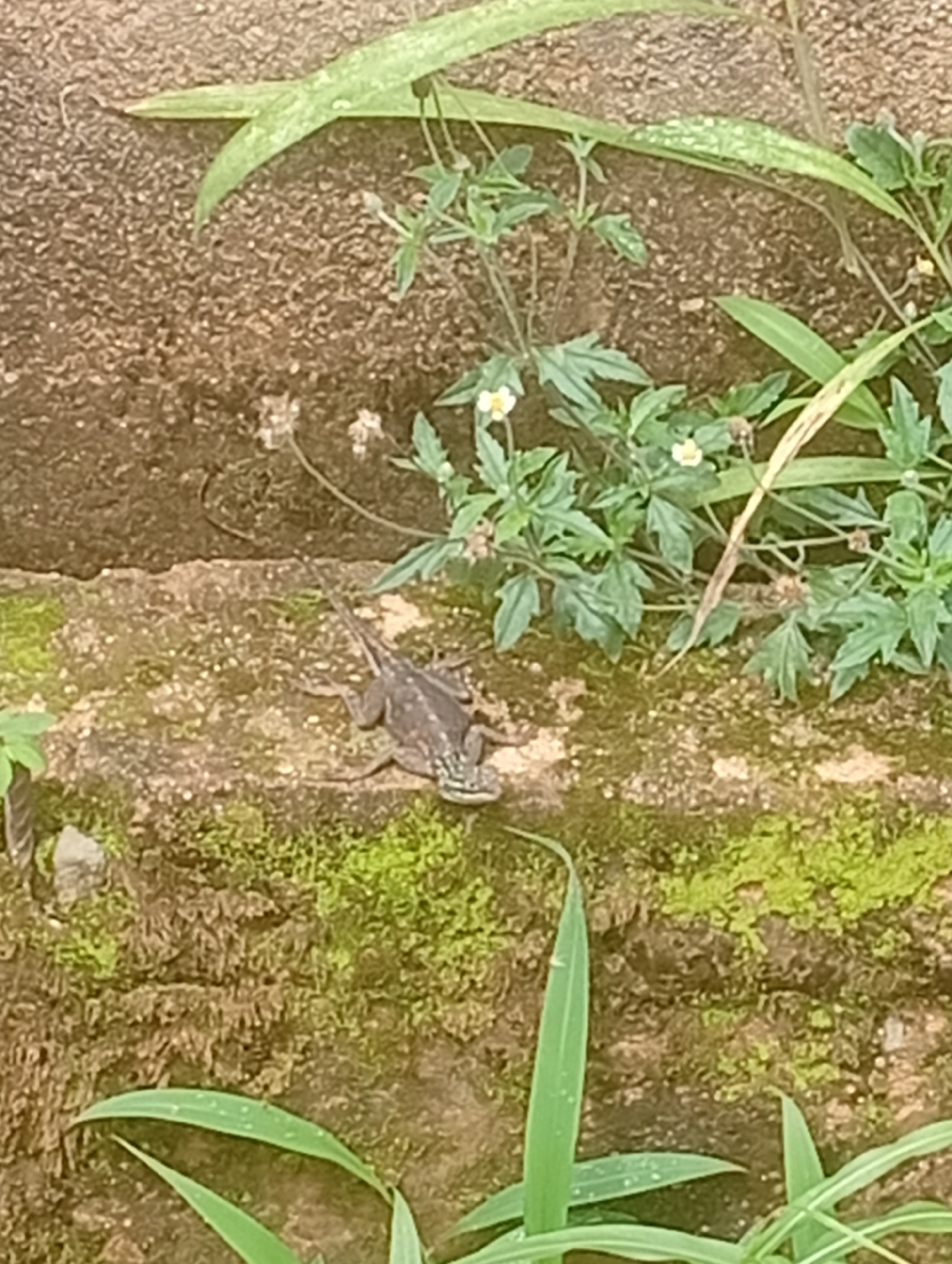 In Akokwa, Nigeria, a small, brown lizard is perched on a moss-covered stone wall. The lizard is viewed from above, facing left, with its tail extending to the right. Its body appears slender and its skin textured. The wall is rough and uneven, with patches of bright green moss growing on its surface. Above the wall, lush green foliage is visible, with some plants bearing small white flowers. The background consists of a coarse, brown textured surface, likely another part of the wall or ground. The lighting suggests it is daytime, with some dew drops visible on the leaves.