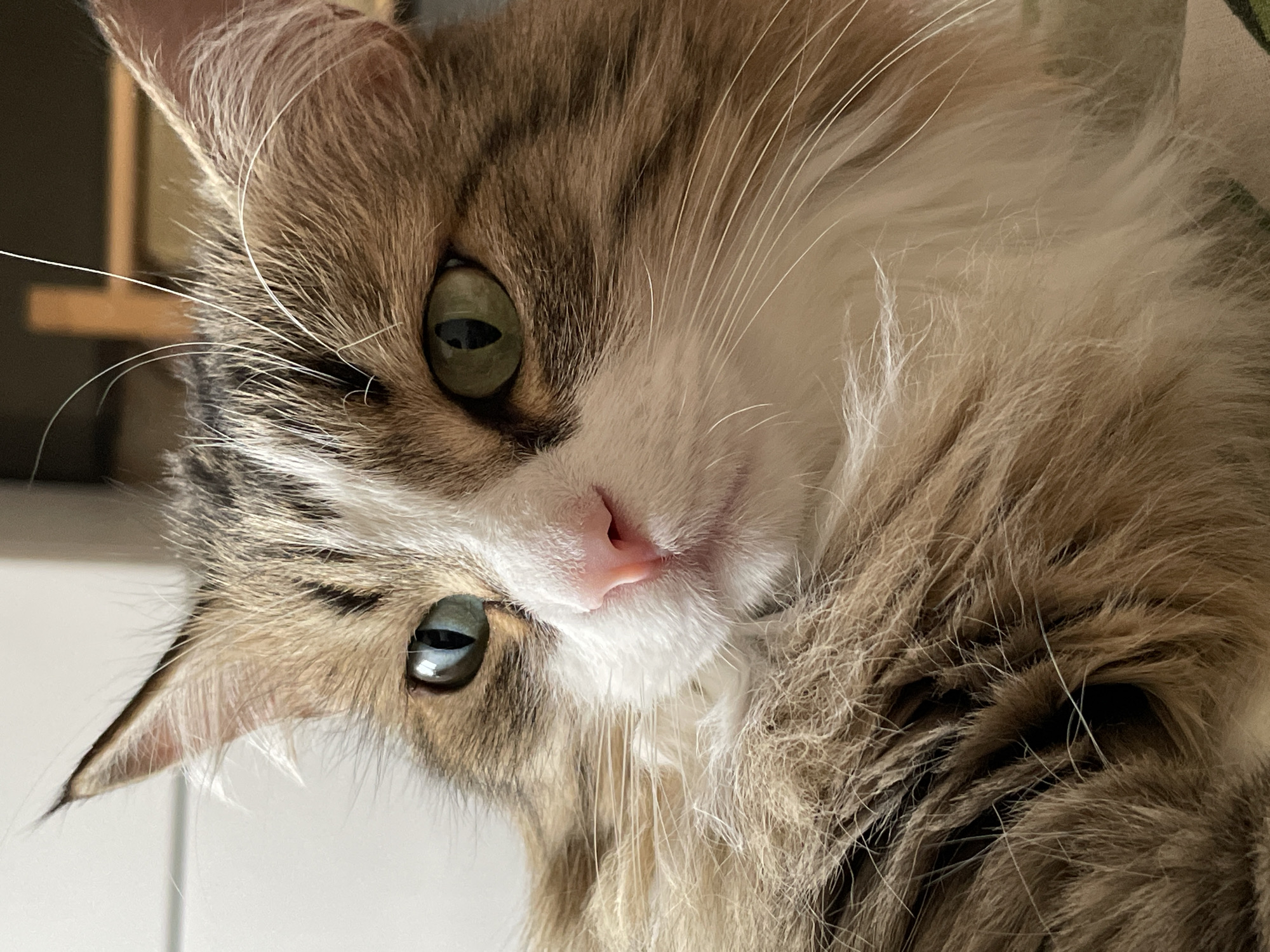 A close-up photograph shows the head of a long-haired cat with green eyes and a pink nose. The cat has brown and white fur. The cat is slightly tilted. No information indicates that the photo was taken in Izhevsk, Russia.