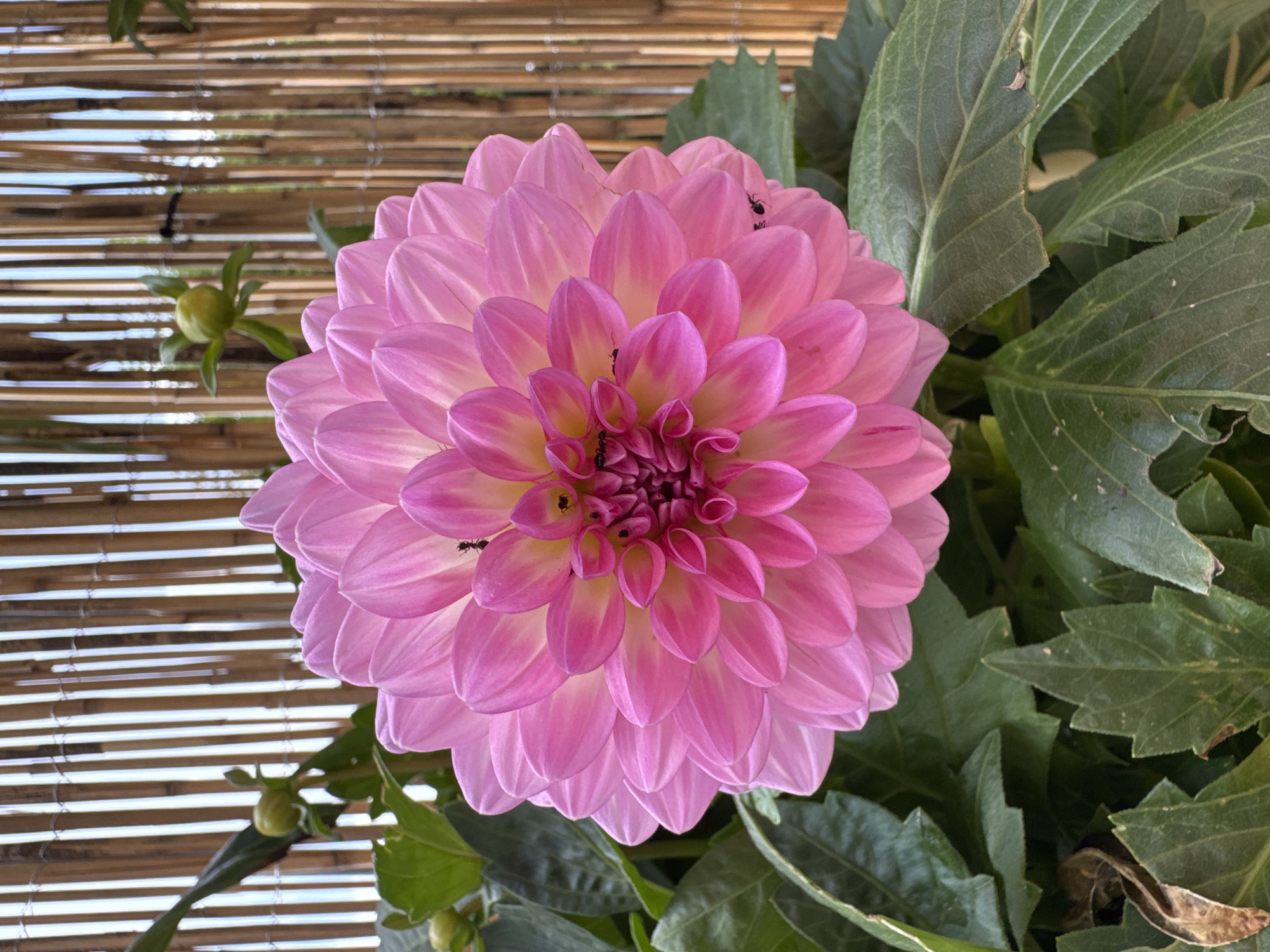 This media file is a close-up, eye-level shot of a vibrant pink dahlia flower in bloom. The dahlia is the primary subject, with its numerous layered petals radiating outwards. The petals are a gradient of pink, transitioning from a deep rose at the edges to a lighter, almost yellow hue towards the center. Several small black ants are visible on the petals, engaged in their natural activity.
The flower is set against a backdrop of lush green dahlia leaves, some of which show signs of minor damage or wear. To the left of the flower, a woven bamboo screen forms part of the background, with horizontal slats allowing glimpses of the sky and possibly foliage beyond. A small, green dahlia bud is also visible in the lower left quadrant, suggesting the plant is in its growth and blooming phase.
The lighting suggests it is daytime, possibly morning or afternoon, with natural light illuminating the flower. There are no people visible in the media file, and no text is present. The setting appears to be an outdoor garden or a similar environment where dahlias are cultivated. The overall impression is one of natural beauty and the delicate details of a blooming flower. The context provided indicates the location is Wettstetten, Germany.