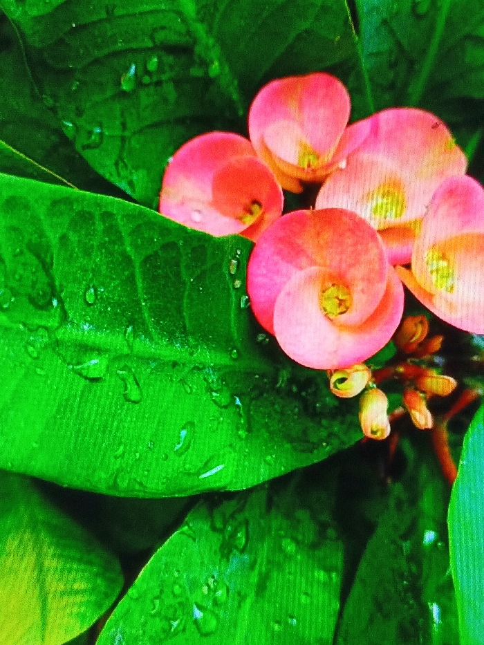 Close-up of vibrant green leaves adorned with glistening water droplets, juxtaposed with delicate pink and coral-hued flowers in bloom. The arrangement offers a compelling contrast, with the soft flower petals spiraling inward, catching light and shadow. Budding flower formations are also visible, set against the backdrop of the textured, verdant leaves. The scene is visually striking, highlighted by the interplay of water, color, and organic shapes.