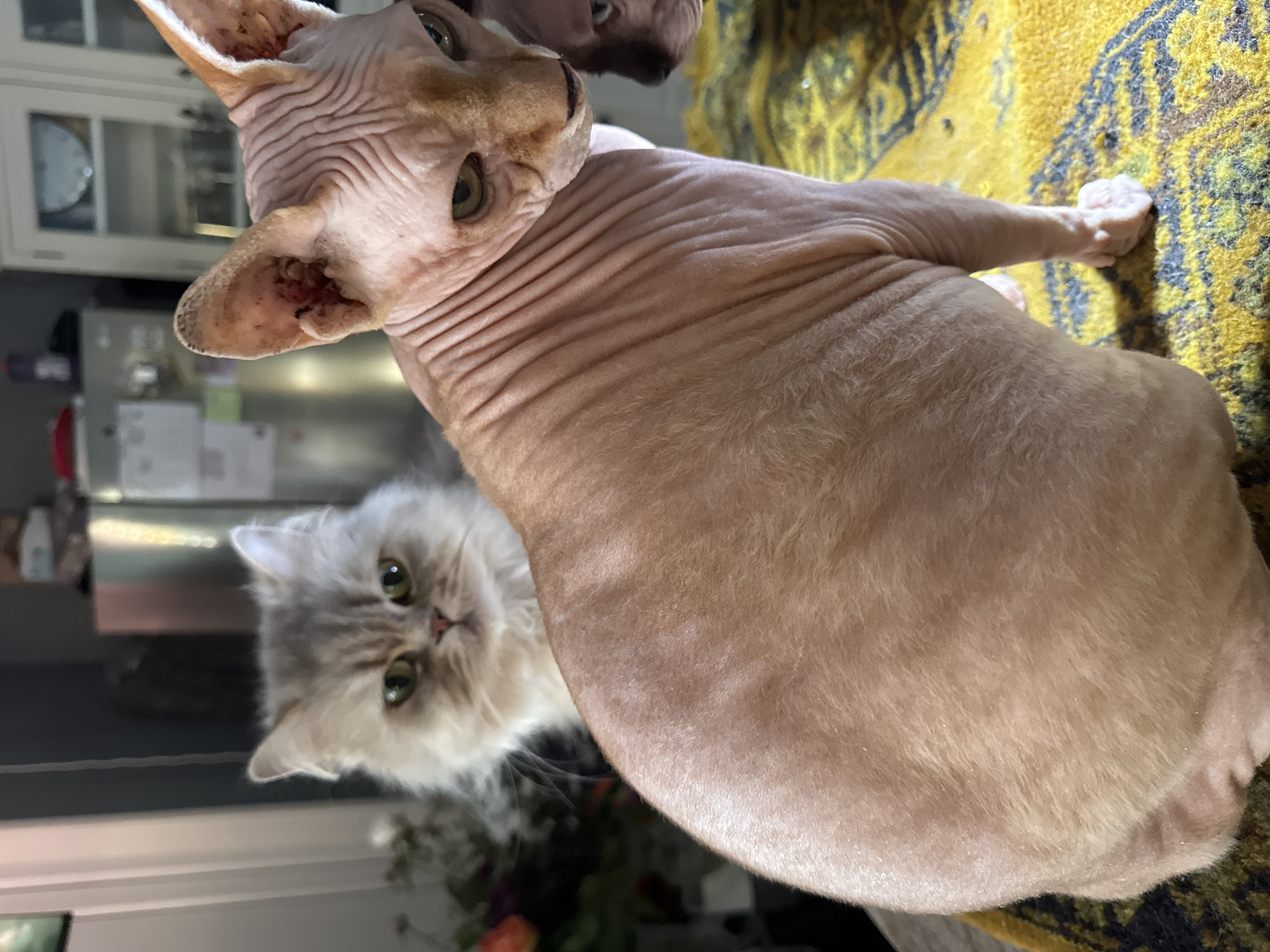 A close-up shot shows two cats indoors, with the image rotated counterclockwise. The primary subject is a Sphynx cat, prominently positioned in the foreground, displaying its characteristic wrinkled skin and amber eyes. Behind it and to the left, partially obscured, is a long-haired, gray-and-white Persian cat with striking green eyes. A third cat is visible in the upper center. The Sphynx cat is lying on a patterned yellow and black fabric. In the background is the interior of a home, with reflections suggesting a kitchen setting with light-colored cabinetry and appliances. Floral arrangements are visible in the lower-left corner. The city and specific location remain unknown.