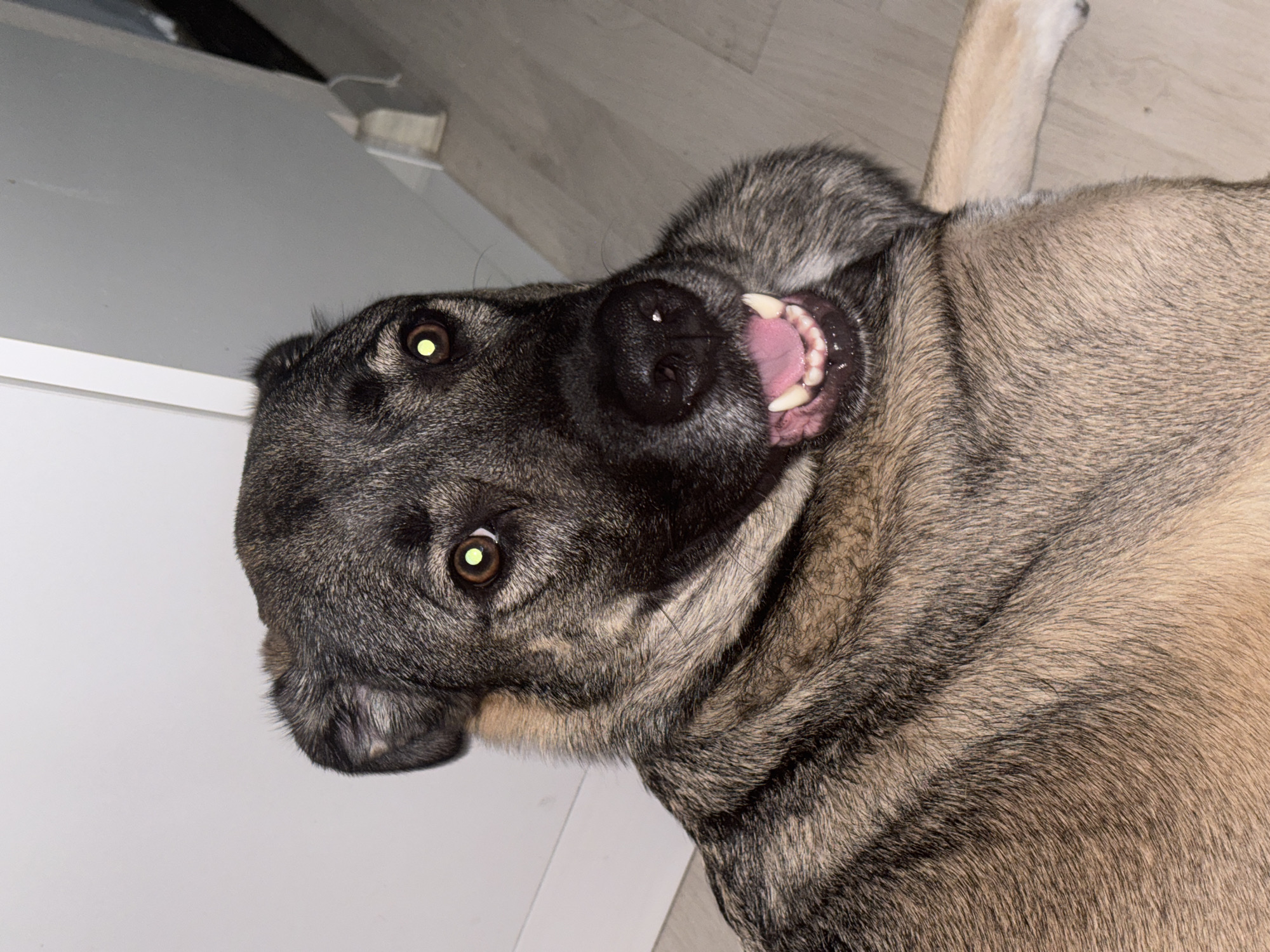 A medium shot captures a large dog with gray and tan fur, lying on a light-colored wooden floor. The dog is facing the camera with its mouth open, revealing its pink tongue and white teeth. Its eyes are wide and have a yellowish glow, likely due to the flash of the camera. The dog's ears are perked, and its expression appears alert and somewhat surprised. In the background, a white wall and a portion of a doorway are visible, suggesting an indoor setting. The lighting is dim, with a strong light source from the front. The image does not contain any specific landmarks or features that would allow for its localization within the city of Omsk, Russia.
