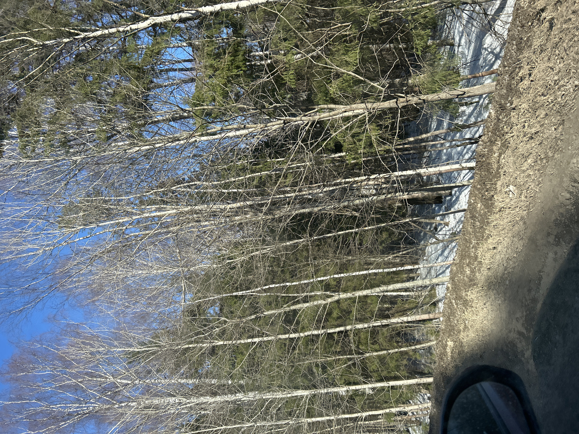The image, taken in Kamennyi Kliuch, Russia, shows a view of a forest through a vehicle window. The forest consists primarily of tall, thin trees with white bark, likely birch, interspersed with evergreen trees. Many bare branches reach towards a blue sky. Patches of snow are visible between the trees. The right side of the image is dominated by a portion of a vehicle, including a tire and part of the body. The vehicle is covered in dirt and debris.