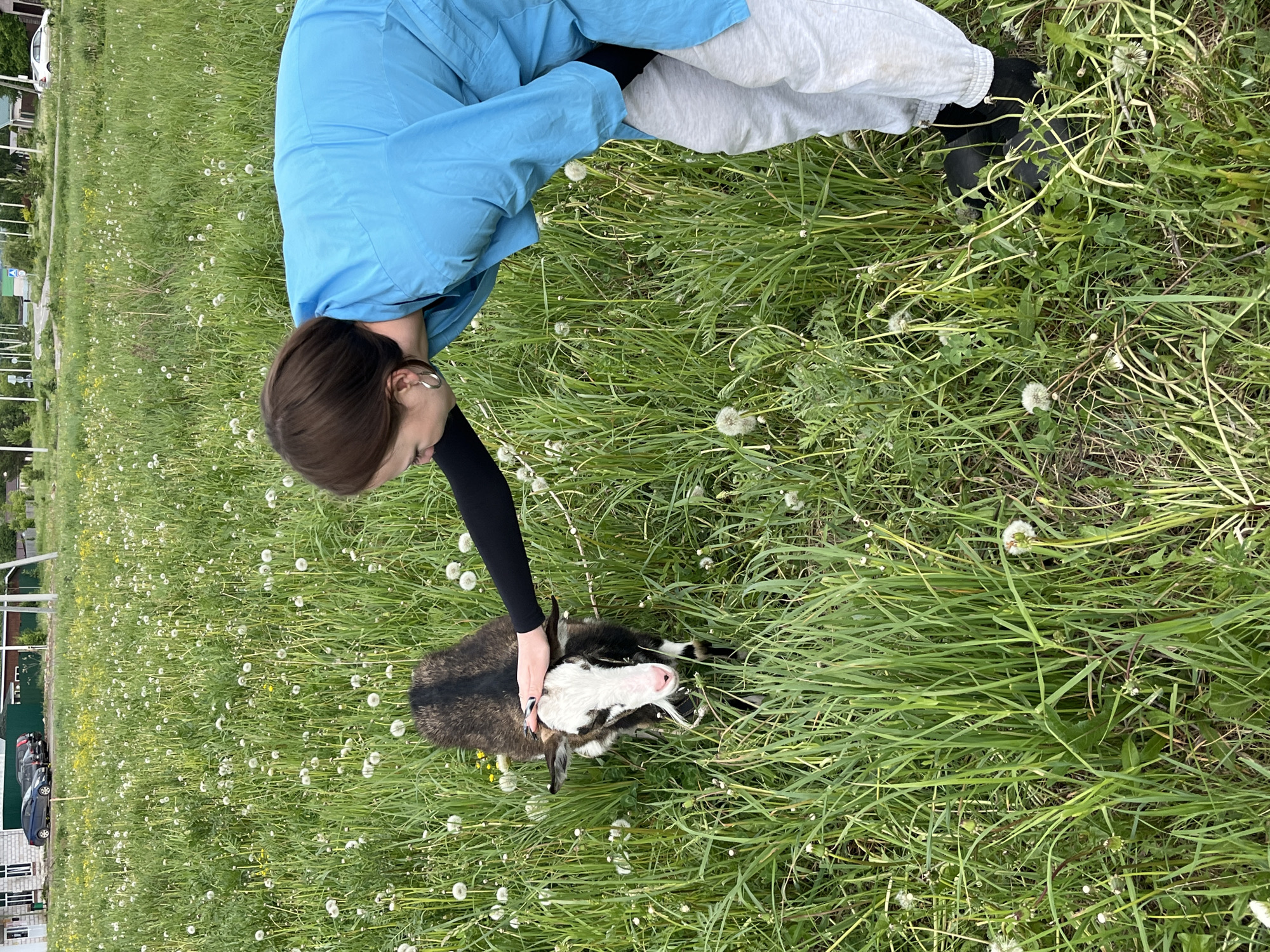 A person in a light blue top and light gray pants is bending over, with their left arm extended to pet a goat lying in a field of green grass and dandelions. The goat has a white face and brown and black fur. The person's right arm is obscured, and they are wearing black footwear. The person has dark hair and an earring in their left ear. In the background, buildings and parked cars are visible, suggesting an urban area. Based on the metadata, the location is Ludorvay, Russia.