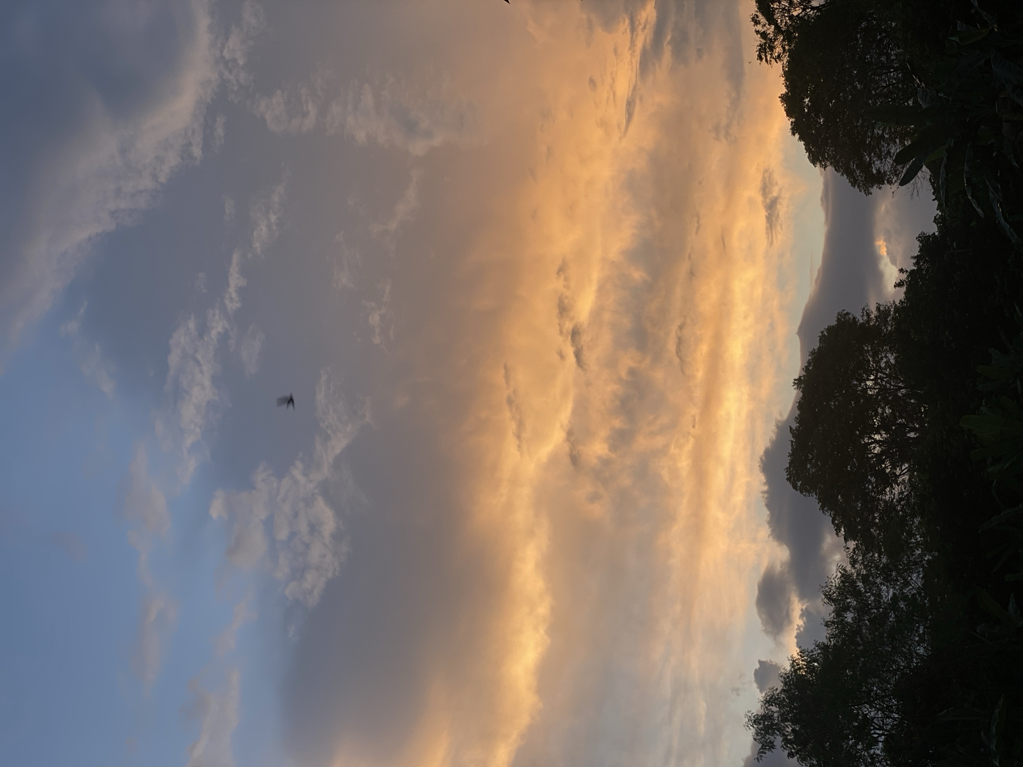 This is a vertical, outdoor photograph taken at dusk in Banjarbaru, Indonesia. The upper two-thirds of the image is dominated by a sky filled with dramatic clouds. The clouds are illuminated by the setting sun, creating a vibrant gradient of colors ranging from deep blues at the top to soft oranges and yellows in the middle. The bottom third of the image features the dark silhouettes of lush trees and vegetation, indicating a natural or semi-rural setting within the city. A single bird is captured in mid-flight in the upper portion of the sky. The overall impression is one of natural beauty at the end of the day.