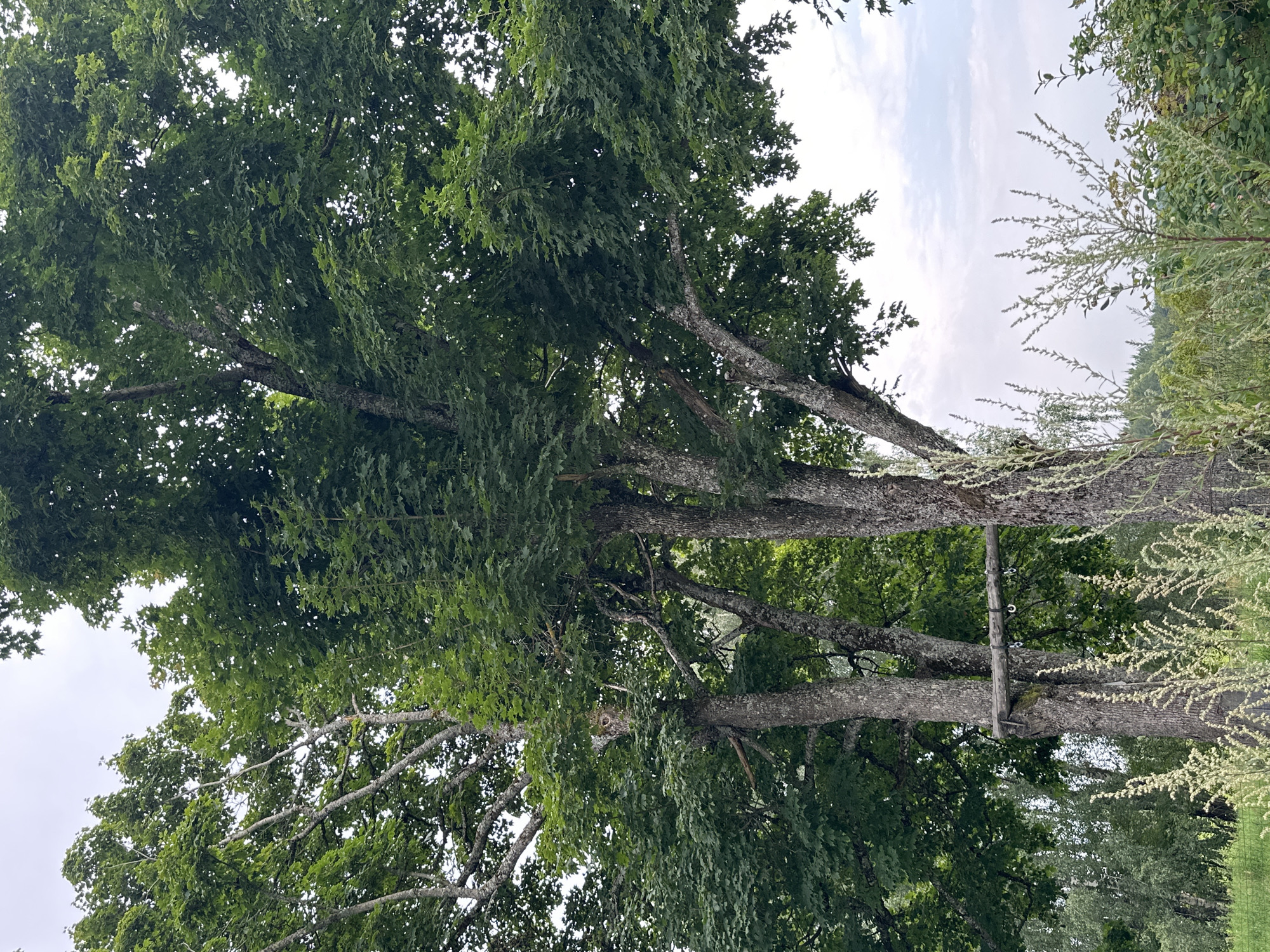 The image depicts two large trees with dense green foliage. One tree, on the left, has a noticeably lighter bark and thinner branches compared to the tree on the right, which has a thicker trunk and more robust branches. A wooden plank is suspended between the two trees by metal hooks, suggesting it may be part of a swing or a similar structure. In the foreground, tall, feathery plants with pale blossoms are abundant, with more dense greenery visible in the background. The sky above is overcast with a pale, diffused light. This scene is located in the vicinity of Norviliškės, Lithuania.