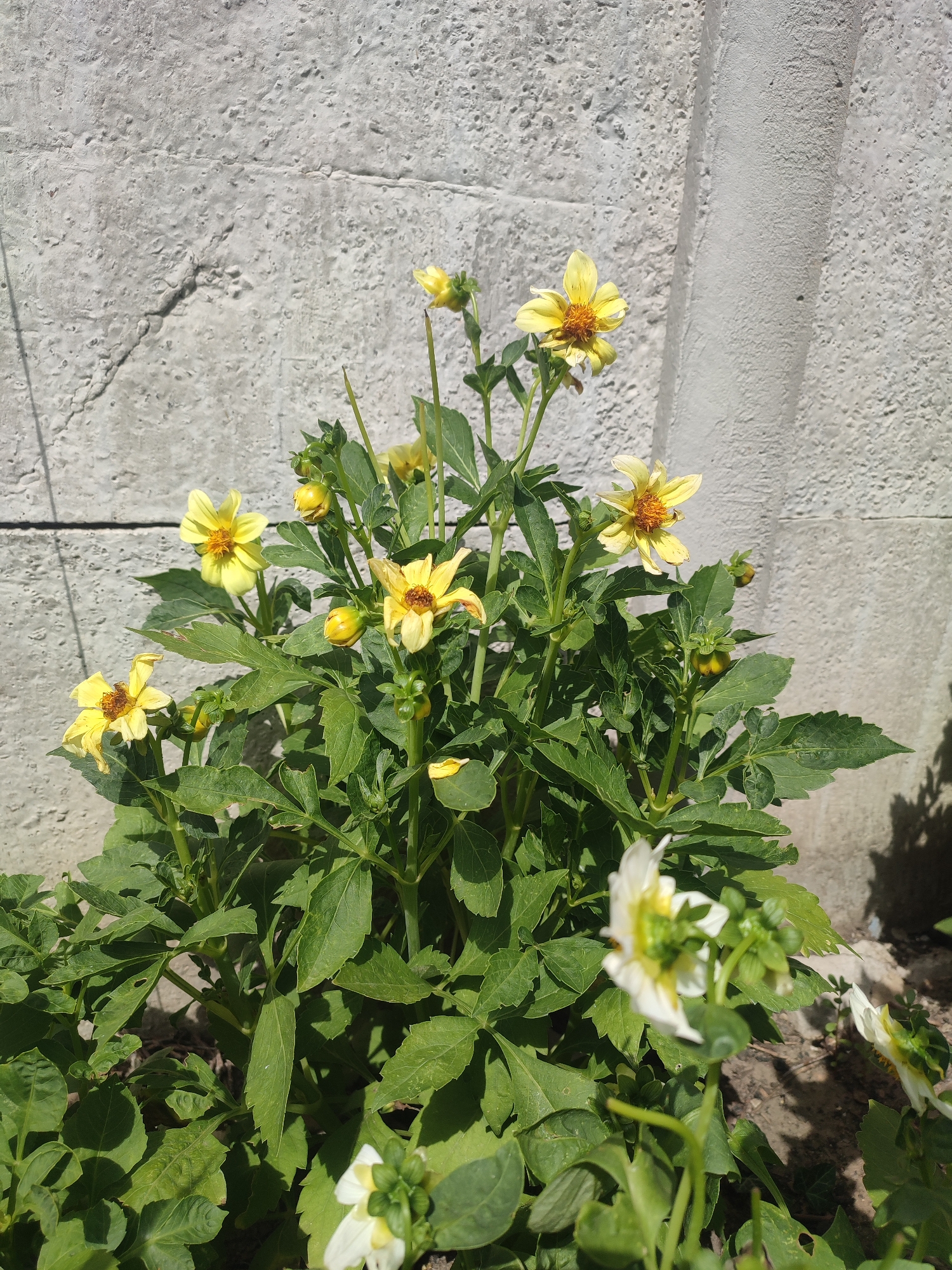 A patch of yellow dahlias with green foliage grows in front of a rough, gray concrete wall. The wall is marked with horizontal lines and a vertical pipe. The flowers are in various stages of bloom, with some fully open and others still in bud. The sunlight casts shadows on the wall and the plants. There are also a few blurred white flowers in the foreground. The scene appears to be outdoors in a garden or yard.