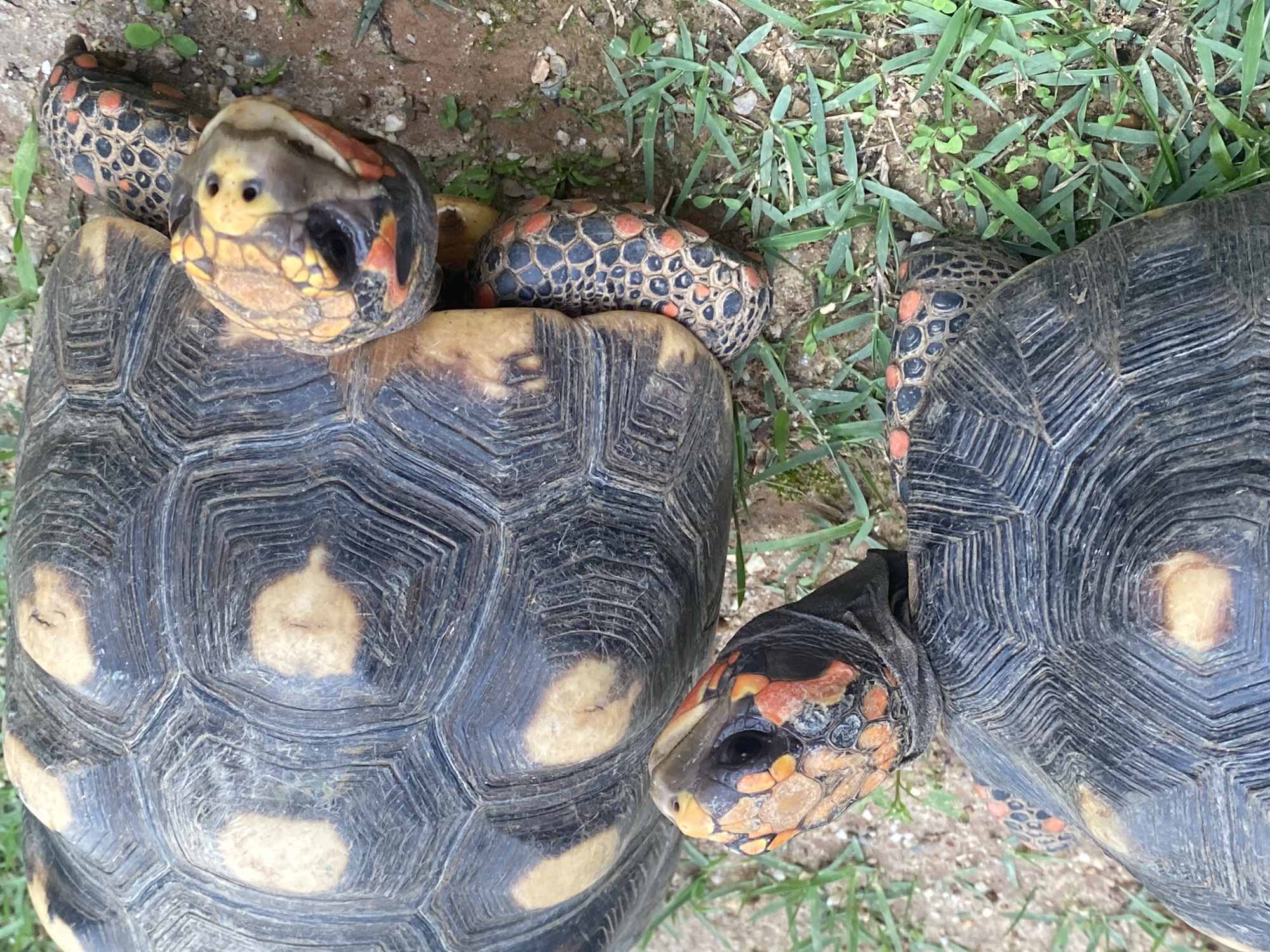 The image shows a close-up view of two red-footed tortoises on the ground, with some grass and soil visible. The tortoises are dark with distinctive reddish-orange markings on their legs and heads. Their shells are dark with lighter colored scutes. One tortoise's head is visible in the foreground, while the other's head is partially visible behind it, facing to the right. The image does not provide any specific location details within Tinaquillo, Venezuela.