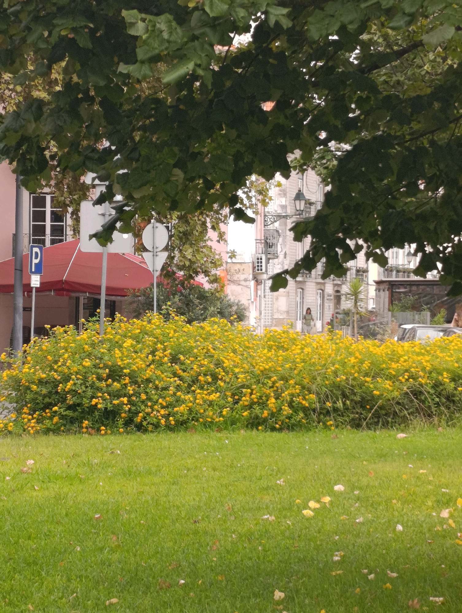 This image depicts a street scene in Setúbal, Portugal, featuring a vibrant display of yellow flowers in the foreground. A lush green lawn with scattered fallen leaves occupies the bottom portion of the frame. Behind the flowers, a red awning is visible, suggesting a commercial establishment, possibly a cafe or shop, with a "P" parking sign on a pole nearby. In the background, an ornate building with balconies and architectural details stands, hinting at the city's historic charm. A few individuals are present, with one person walking in the distance and another partially visible near a vehicle. The scene is partially shaded by the dense foliage of a large tree in the upper portion of the image.