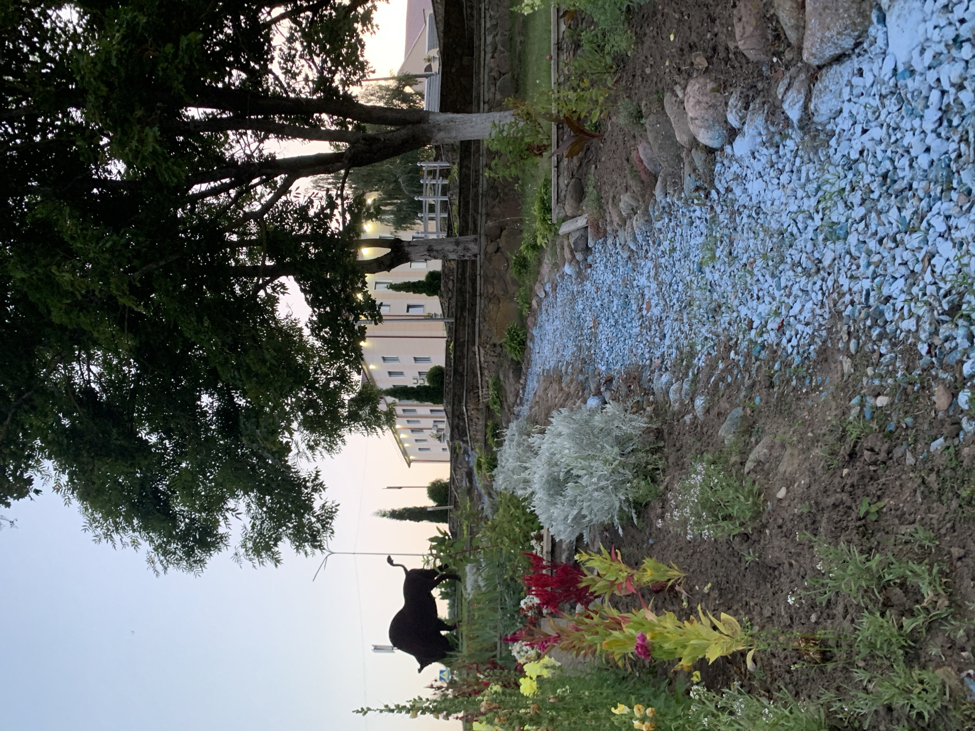 An outdoor scene in Kapyĺ, Belarus, features a pathway lined with small blue and white stones, bordered by larger, natural rocks and soil. To the left of the pathway, a flower bed showcases various colorful blooms, including red and yellow flowers, and silvery-green foliage. Further in the background, a dark silhouette of a bison sculpture stands prominently. Behind the sculpture and flowers, a multi-story building with a light-colored facade is visible. The sky above is a soft gradient of light blue and pink, indicating either dawn or dusk. Large trees with dark green leaves cast shadows over the scene. The environment appears to be a landscaped area, possibly a park or public space.