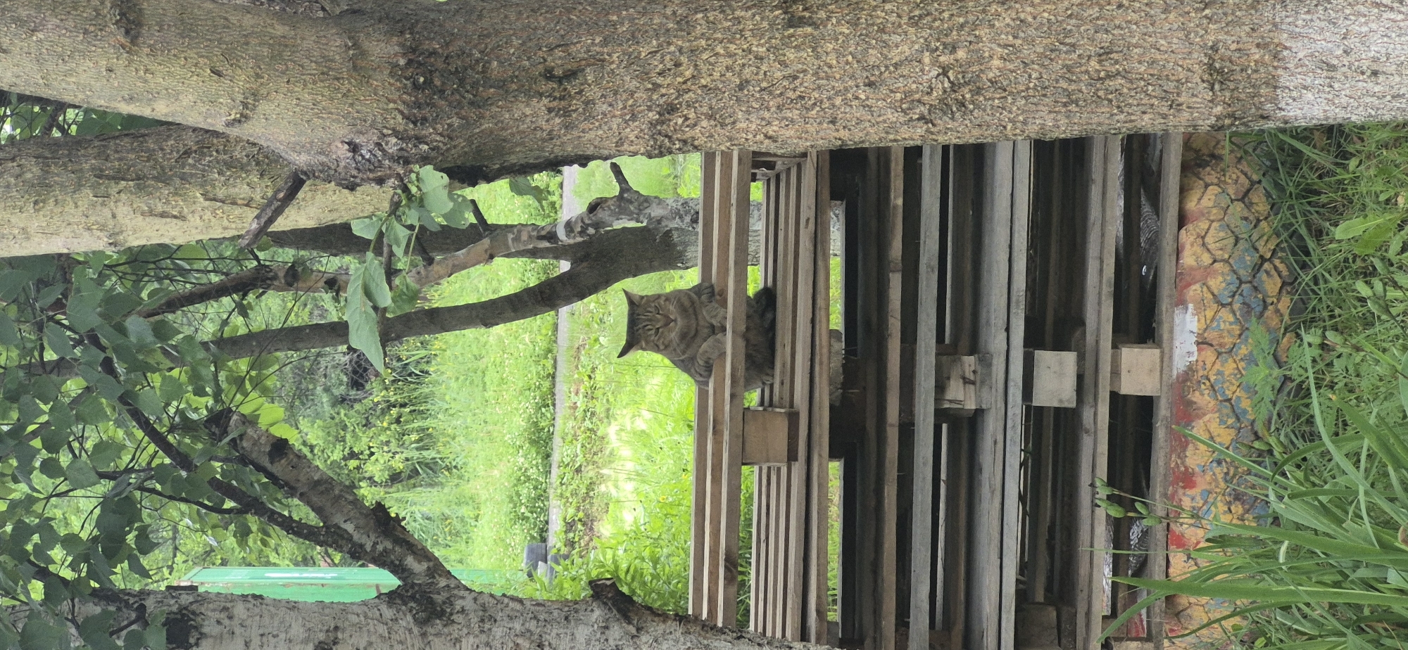 A tabby cat sits on wooden pallets outdoors. The cat is gray with black stripes and is looking directly at the camera with its paws resting on the edge of the pallet. The pallets are stacked in several rows, creating a layered structure. Behind the cat and pallets, there is lush green foliage and trees. The background appears to be a natural or semi-natural environment. The lighting suggests it is daytime, possibly overcast.