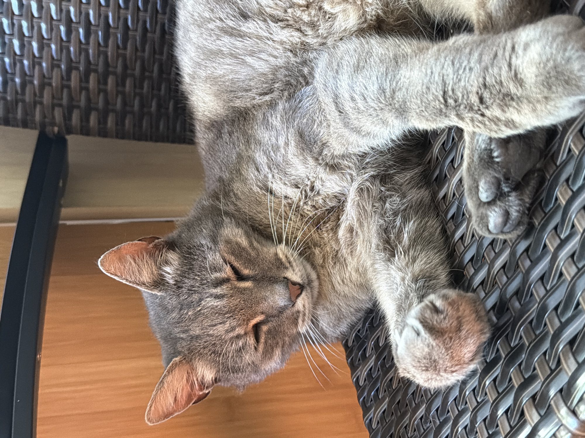 A tabby cat is sleeping on a dark wicker chair. The cat is lying on its side, with its eyes closed. Its fur is gray and brown, with dark stripes. The cat's paws are tucked under its body. The chair is made of woven plastic and is dark brown in color. The background is a wooden wall. This scene is not located in the city of Prosena, Bulgaria.