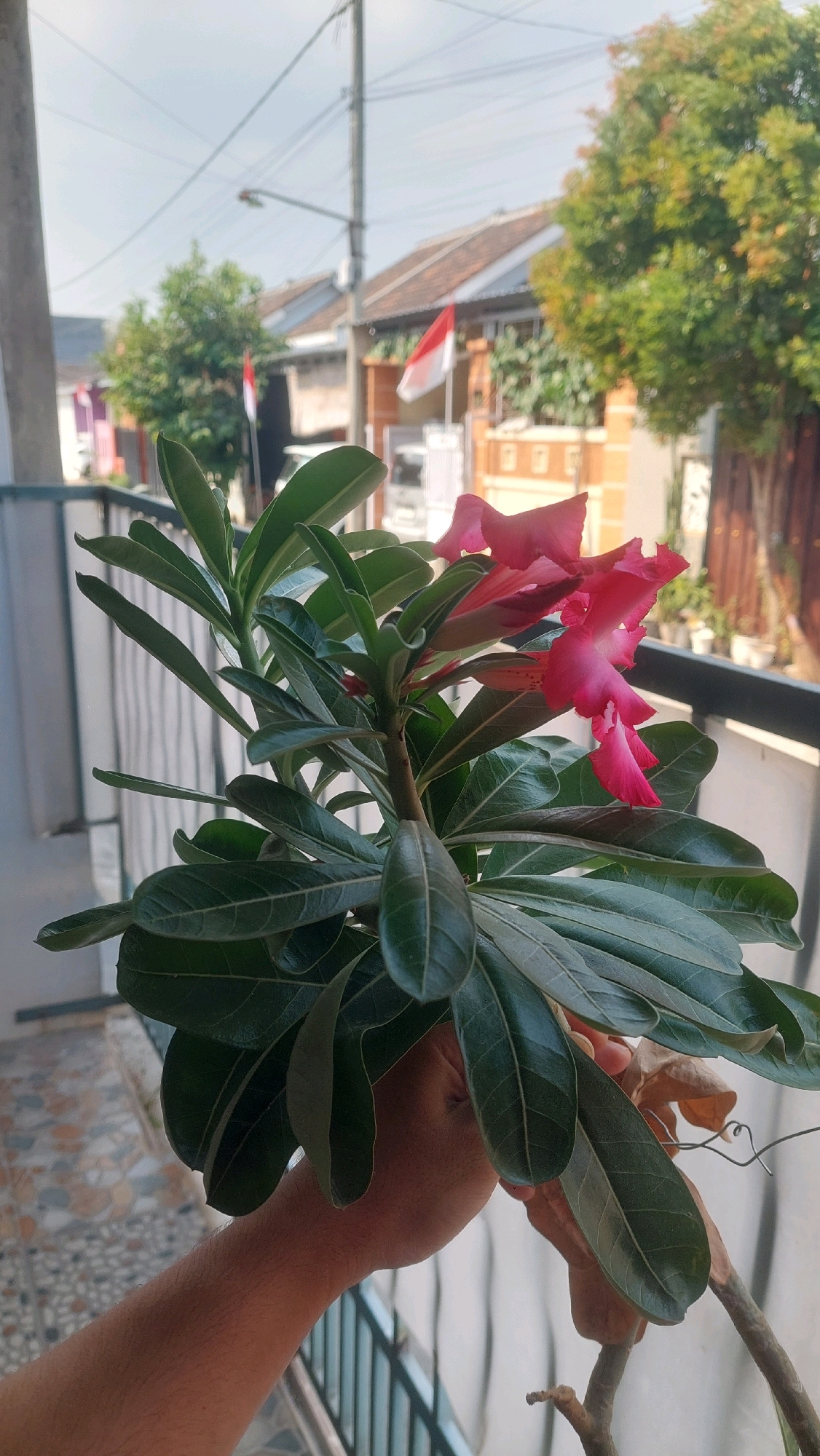 An outdoor, medium shot shows a person's hand holding a pink-flowered desert rose plant. The plant is in focus, with its leaves and blooms clearly visible. In the background, houses with red-tiled roofs and trees are visible, along with two Indonesian flags. The scene appears to be in a residential area, possibly in the city of Babadan, Indonesia, given the presence of the flags. The sky is overcast, and the lighting suggests it is daytime.