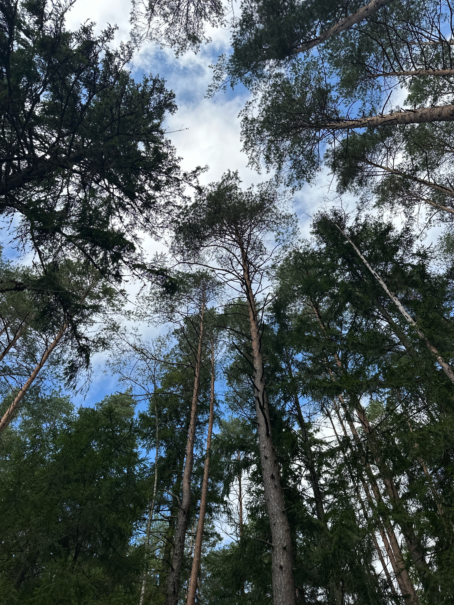 This is a low-angle, full shot of a forest canopy against a partly cloudy sky. The trees, primarily pines and some deciduous trees, are tall and slender, with their branches reaching upwards. The foliage is dense and green, with some bare branches visible. The sky is a mix of bright blue and white clouds. The scene appears to be in a natural woodland environment, likely within the Свірскі сельскі Савет in Belarus, suggested by the context. There are no people or animals visible in the image, nor are there any man-made objects or structures. The lighting suggests it is daytime.