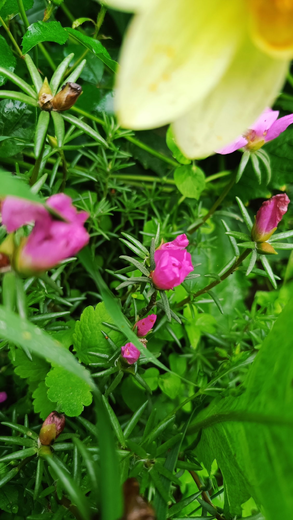 In Karsha, Russia, a close-up, low-angle shot captures the vibrant green foliage and delicate pink and yellow flowers of a garden. The image focuses on the intricate details of the plants, with dew drops clinging to the leaves and petals, suggesting a recent rainfall. The foreground is dominated by the sharp, pointed leaves of a succulent plant, interspersed with the soft, rounded leaves of another species. Several buds and fully bloomed pink flowers are visible, along with a partially opened yellow flower in the upper right corner, its petals blurred by the shallow depth of field. The overall impression is one of natural beauty and freshness.