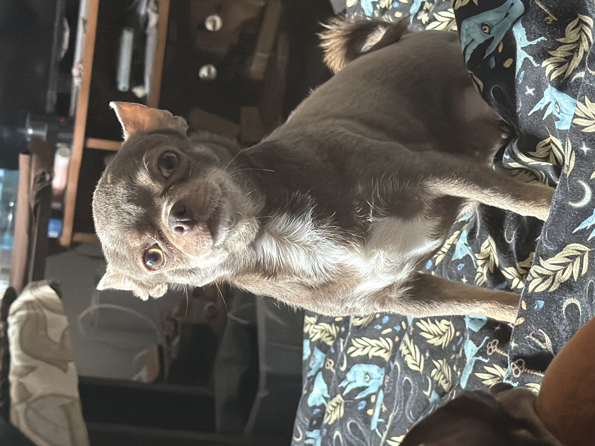 A small brown chihuahua dog lies on a dark patterned fabric. The dog's head is angled towards the viewer, with its eyes open. The fabric has a black background with a repeating pattern of blue and gold images. The background is dark and indistinct. The location cannot be identified as Saint Petersburg, Russia, based on the provided image.