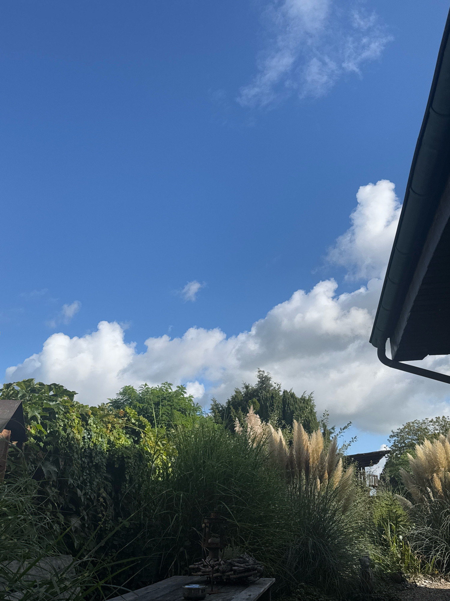 The image depicts an outdoor scene, likely a backyard or garden, with a clear blue sky dotted with fluffy white clouds dominating the upper portion. In the foreground and midground, lush green vegetation, including tall grasses and what appears to be pampas grass with feathery plumes, is abundant. Some of the vegetation is casting shadows, suggesting a sunny day. To the far right, a dark, angled structure, possibly part of a building's roof and gutter system, juts into the frame from the top. The lower portion of the image shows a glimpse of what might be a wooden surface and some scattered debris or firewood. The overall impression is one of a well-maintained outdoor space, possibly in a residential area. The specific location in Cleves, Germany, cannot be determined from the visual information alone. There are no people or specific actions visible in the image.