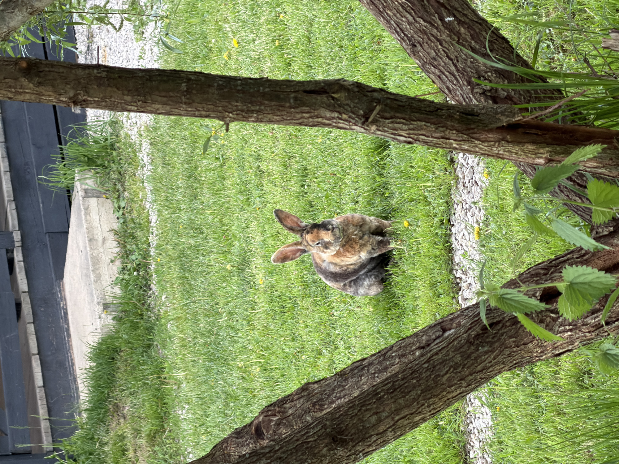 A rabbit sits on a grassy lawn. Two tree trunks lie diagonally across the frame, one in the lower center and one in the upper center. A gray stone path borders the lawn, and a section of black fence is visible on the left. The location is implied to be Prudki, Russia.