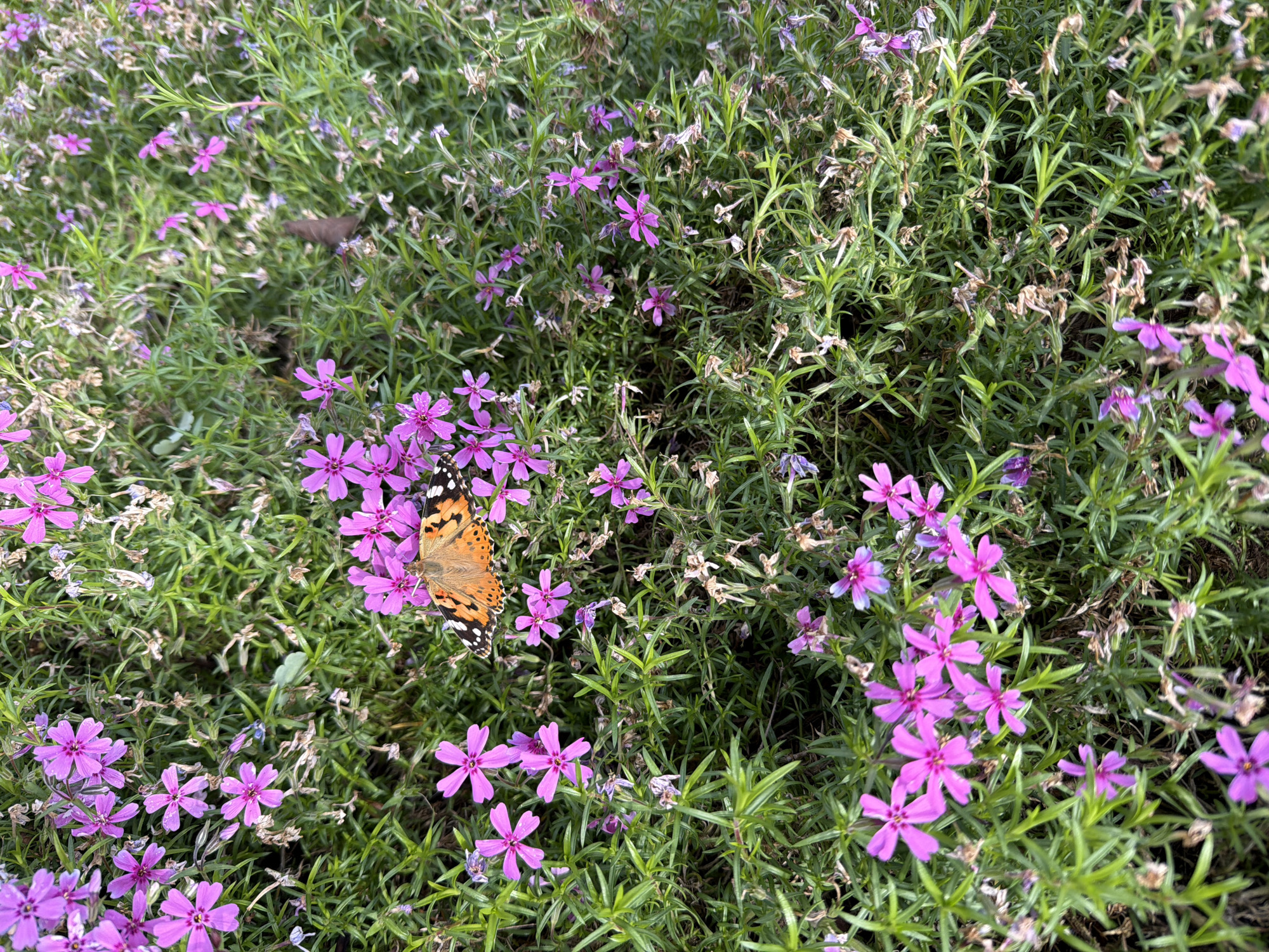 This close-up shot captures a vibrant natural scene, likely in Chaikovsky, Russia, showcasing a butterfly resting among purple flowers and green foliage. The primary subject is a butterfly, identified as a Painted Lady (*Vanessa cardui*), prominently featured with its wings partially open. Its upper wings display a striking pattern of bright orange-brown with black tips and white spots, while its body is dark.
The butterfly is perched on a cluster of small, five-petaled flowers, which are a vivid shade of purple or fuchsia pink. These flowers appear to be a type of ground cover, possibly Phlox subulata, and are densely scattered across the frame, creating a cheerful contrast with the lush green, needle-like foliage. Interspersed among the healthy green leaves and blooming flowers are some dried or faded plant parts, suggesting a mixture of growth stages or the end of a flowering cycle in certain areas.
The overall scene depicts a moment of tranquility in nature. The bright and even lighting indicates it is daytime, likely a pleasant day, suitable for butterflies to be active. The butterfly appears to be either feeding on nectar or basking, contributing to a peaceful and serene atmosphere. There are no people visible, nor any discernible text. The image focuses entirely on the intricate beauty of the insect and the flowering plant life.