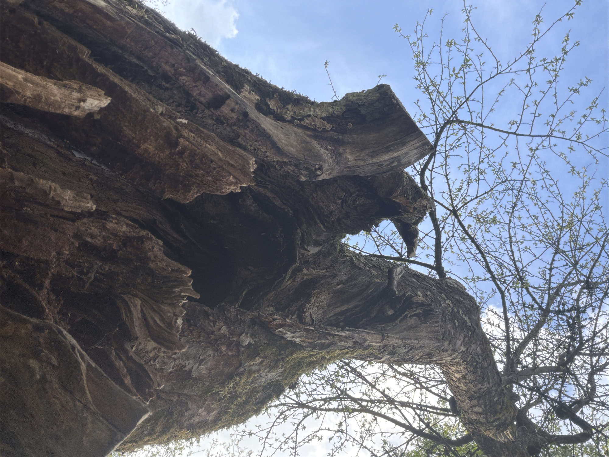 The image depicts a close-up view of a decaying tree trunk with a hollow interior, set against a blue sky with scattered clouds. The tree trunk is weathered and shows signs of decay, with rough textures, cracks, and some moss growth. A younger tree with thin branches and nascent leaves is visible adjacent to the decaying trunk. The location is unspecified, and there is no indication it is Tokkari, Russia. There are no people or apparent actions taking place in the scene.