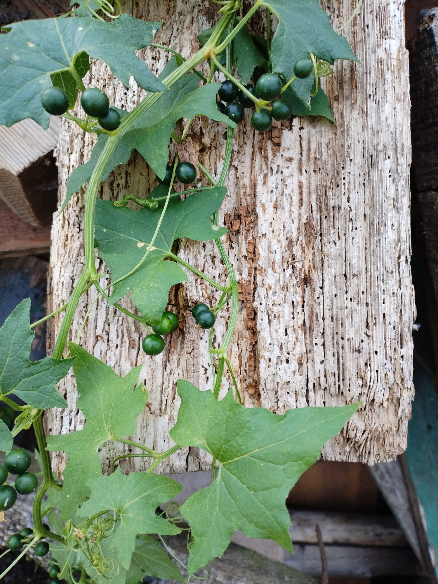 The image shows a close-up of a vine with green berries and leaves clinging to a weathered, light-colored wooden post. The wood is rough and shows signs of decay and insect damage, with numerous small holes. The vine is climbing vertically up the post, with tendrils coiling around the stem. Several clusters of small, round, dark green berries are visible on the vine, along with large, lobed green leaves. The background is out of focus, showing hints of darker wood and possibly some greenery. The scene appears to be outdoors. The location is not specified in the image itself.