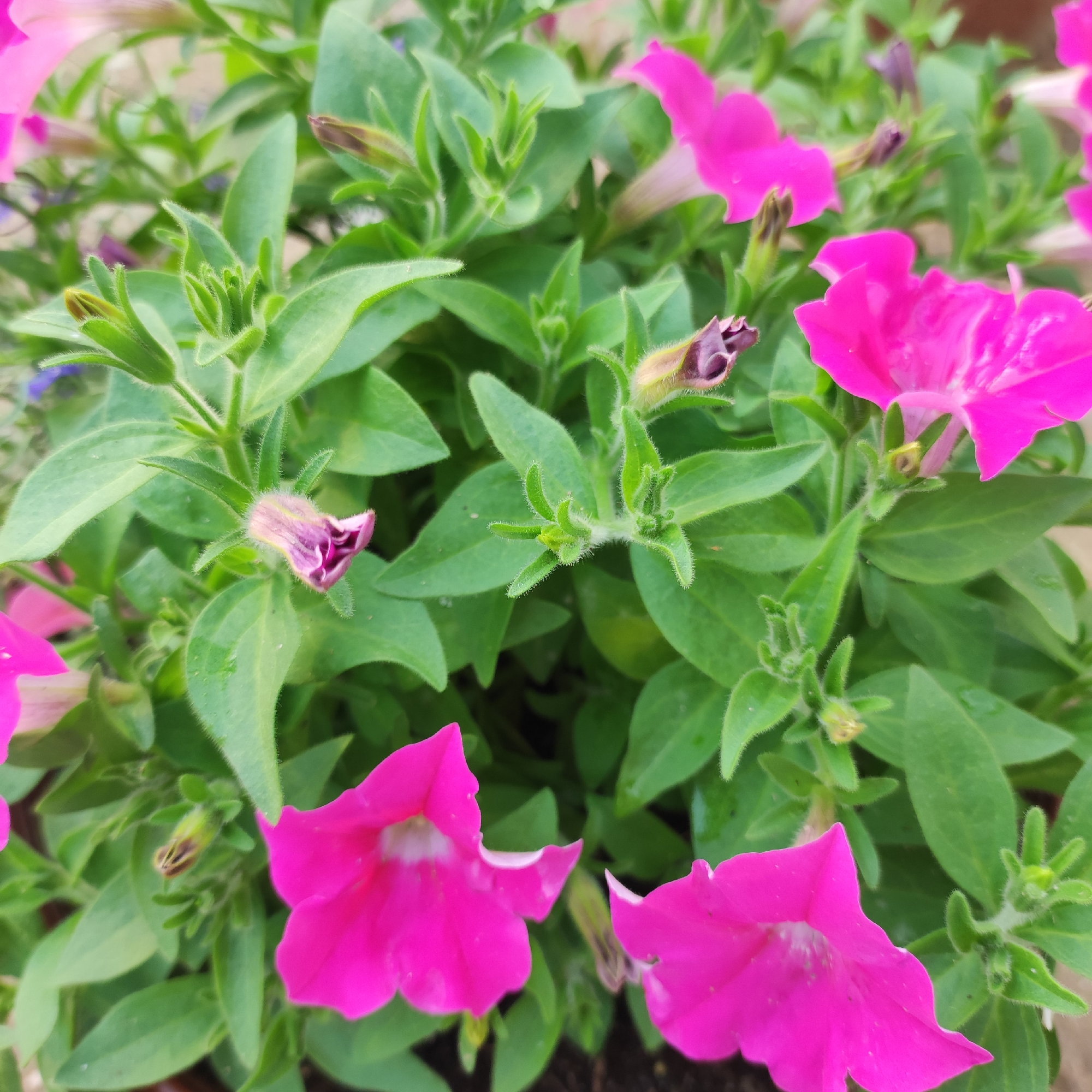 A close-up, overhead view captures a cluster of bright pink petunia flowers and their green foliage. Several flowers are in full bloom, their trumpet-shaped petals fanned out, while others are still in bud form, showing shades of purple and brown. The leaves are lush and green, some appearing slightly wet, suggesting recent watering. The background is blurred, hinting at a garden or planter setting. There are no people or discernible man-made structures present. The image is taken in Navoloki, Russia.