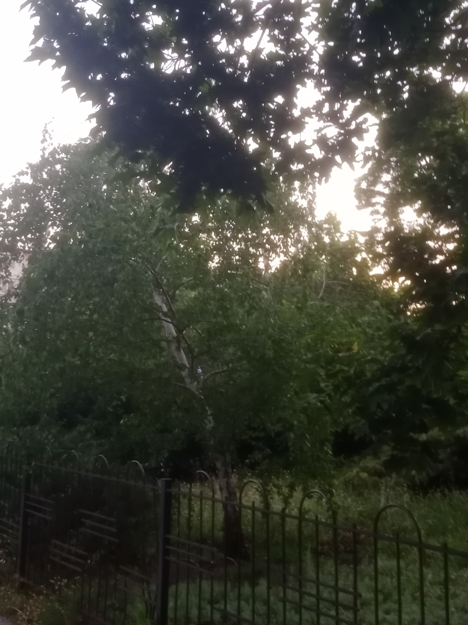 The image shows a view of trees and foliage behind a black metal fence. The fence has a decorative arched pattern at the top and horizontal bars below. The trees are lush and green, with some lighter-colored trunks visible. Sunlight filters through the leaves, creating a dappled effect. The sky is bright, suggesting it is daytime, possibly early morning or late afternoon. The scene appears to be in a park or a residential area with greenery. There are no people visible in the image. The location is specified as Horishni Plavni, Ukraine.
