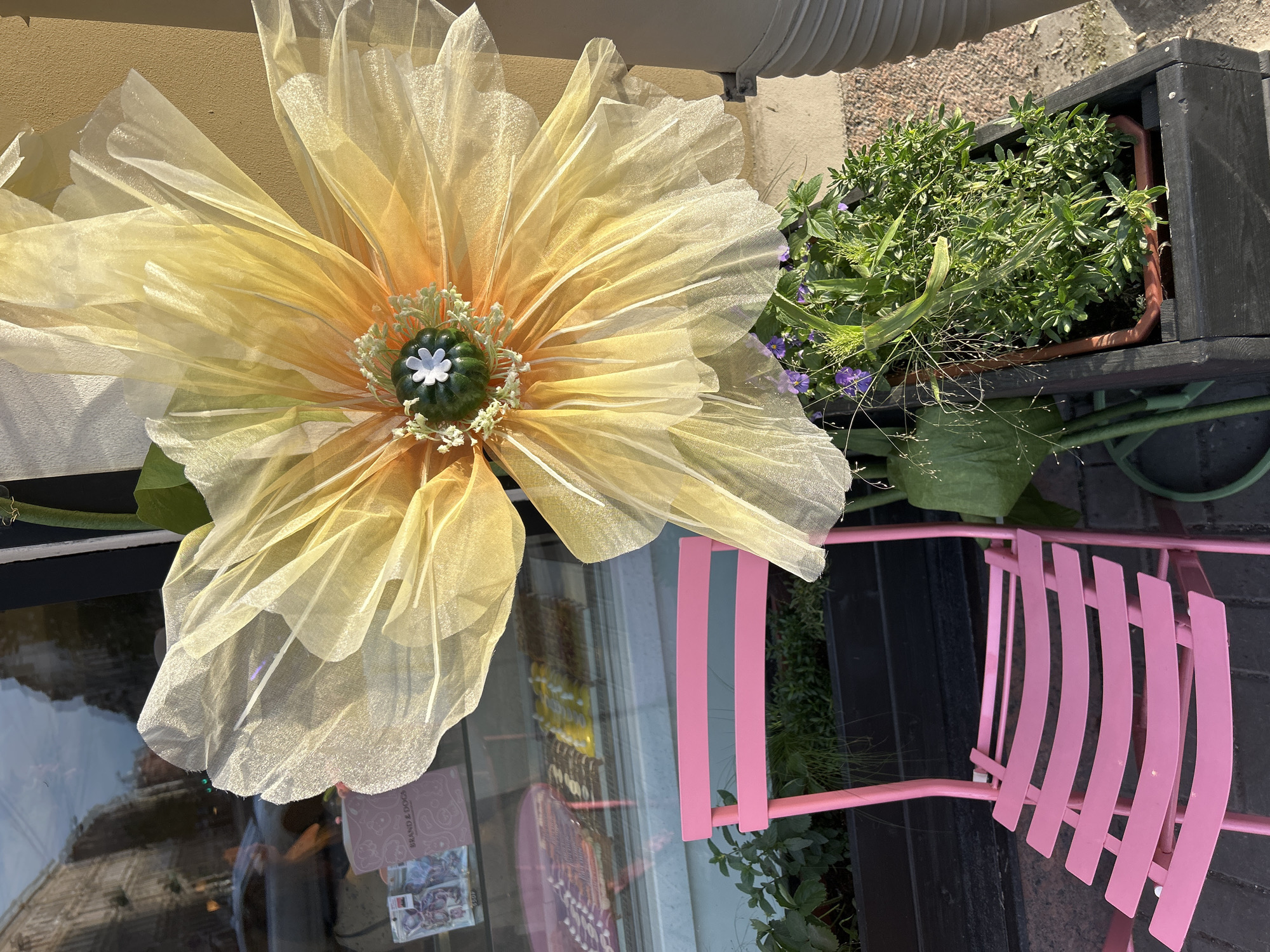 An outdoor scene captures a storefront or building exterior in an urban setting during daylight. The primary subject is an oversized, artificial flower made of layered, sheer yellow and orange fabric, resembling organza, positioned prominently to the upper right and center. Its core features a small, dark green, pumpkin-shaped ornament with a white five-petal embellishment, surrounded by clusters of small white artificial flowers. To the lower left, an unoccupied, bright pink metal slatted chair is visible, angled slightly away from the viewer. Dark rectangular planters containing various green foliage are situated around the base of the chair and beneath the flower, one showing small purple flowers and wispy grasses. A window reflection on the upper left reveals an opposing street scene with buildings and a car, along with interior commercial displays including items labeled "BRAND & DOGS" and an assortment of treats or baked goods. The building wall to the right of the flower is a light beige color, and the ground surface is paved. No individuals are present in the image.