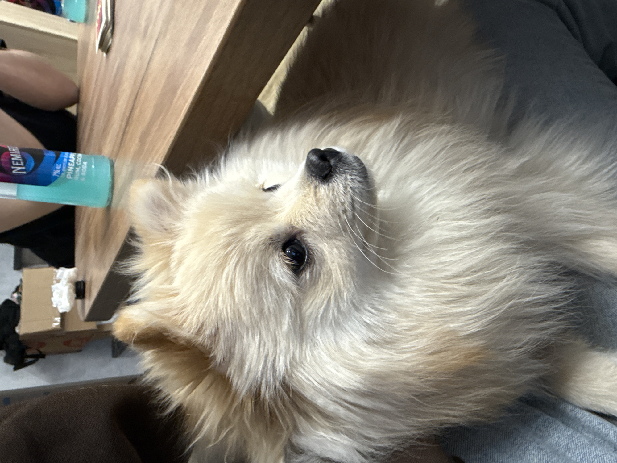 A close-up shot presents a fluffy, cream-colored dog with a black nose and one visible eye, resting on what appears to be a person's lap, clad in light blue denim jeans. The dog is positioned next to a wooden table with a blue bottle labeled "NEMIROFF" on its surface. Part of another person's leg can be seen behind the bottle. Background details include a cardboard box and dark-colored clothing. The photo's location is purported to be Лобаново, Russia, but this cannot be verified from the image itself.