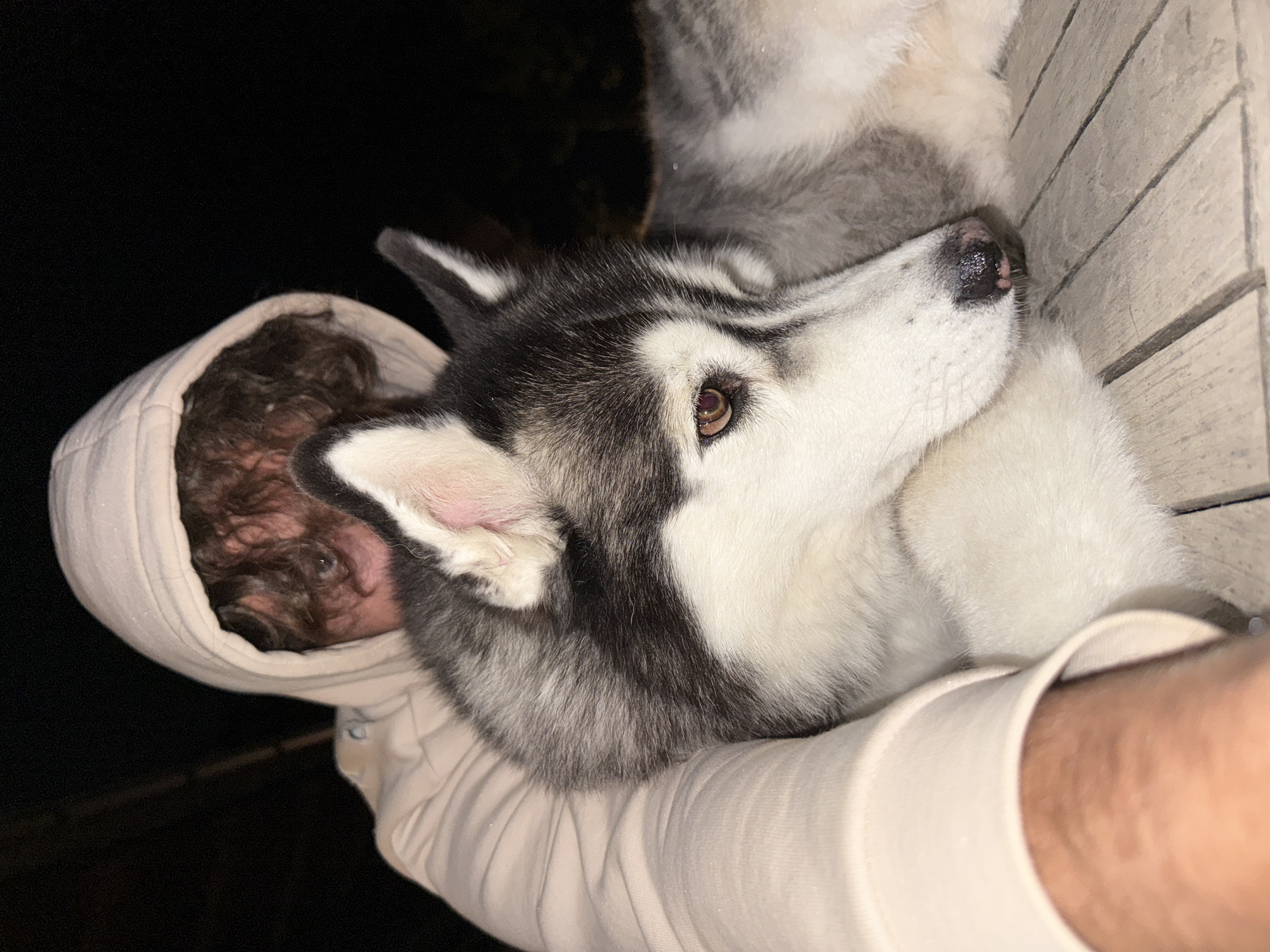 A person wearing a light-colored hooded sweatshirt is holding a husky dog. The person's face is partially obscured by the hood and the dog's fur, but their eyes are visible and appear to be looking towards the camera. The husky has distinctive black and white markings and is resting its head on the person's arm. They are both positioned on a wooden surface, possibly a table or deck. The background is dark and out of focus, suggesting the photo was taken at night. The environment appears to be outdoors. The location of Lège-Cap-Ferret, France, is not directly discernible from the visual information in the image.
