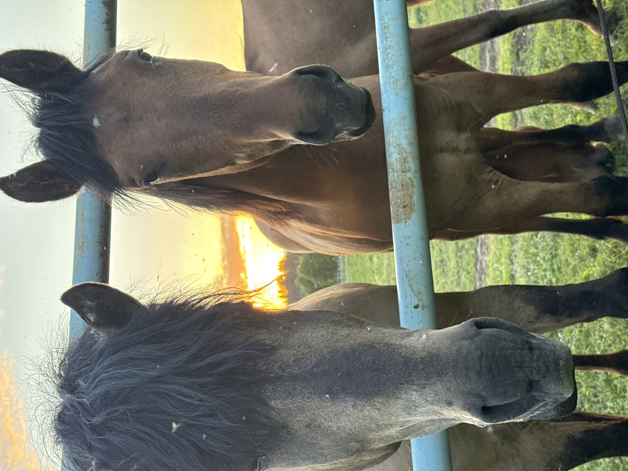 The image shows two horses standing behind a blue metal fence in Opary, Russia. The horse on the left is dark brown with a black mane, and the horse on the right is lighter brown. The sun is setting in the background, casting a warm glow over the scene and illuminating the horses' faces. The horses appear to be looking towards the camera. The environment is a grassy field with some trees in the distance. The overall impression is one of a peaceful rural setting at dusk.