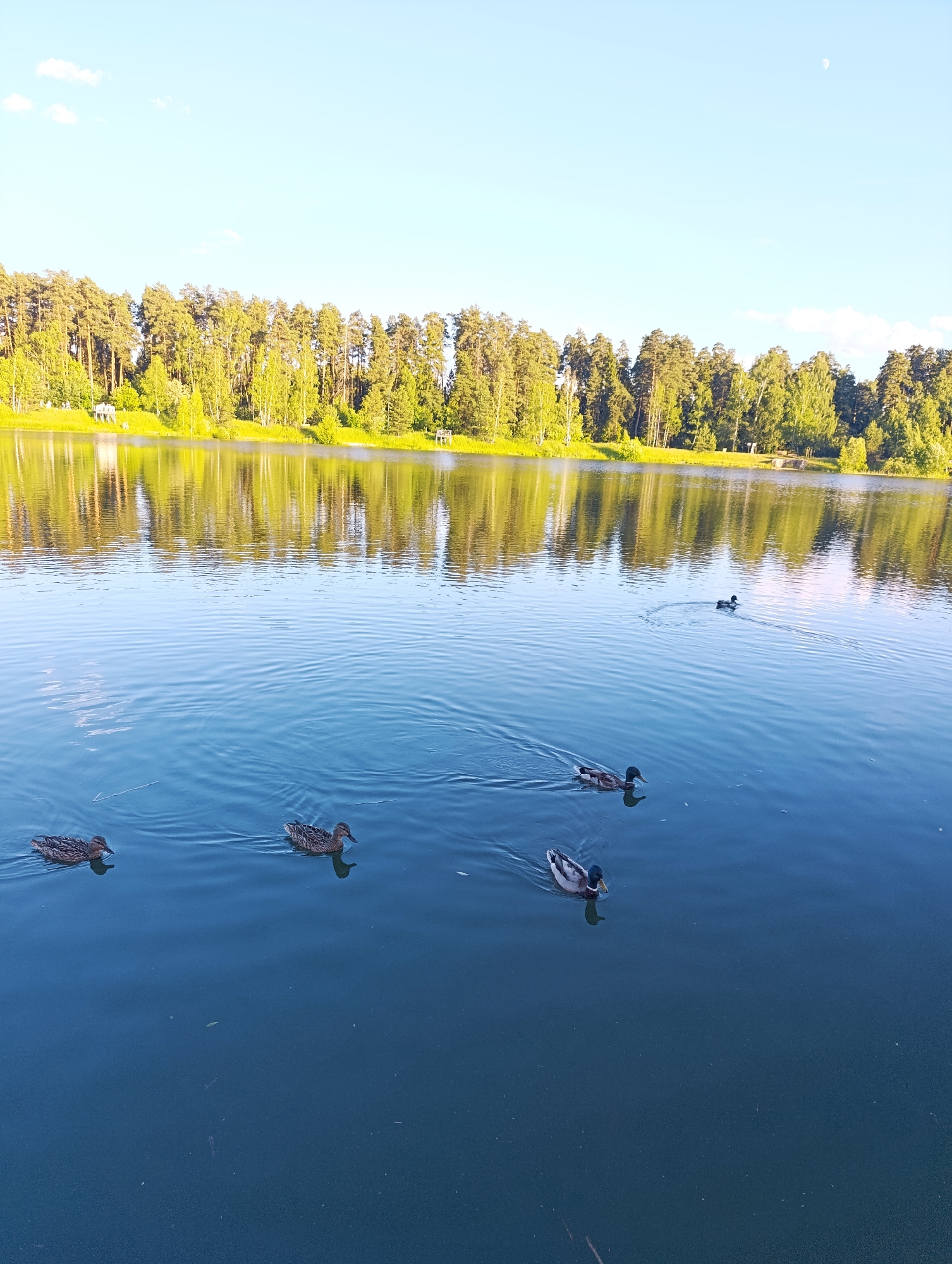 A wide-angle, eye-level, full shot captures a serene lake in Chernogolovka, Russia, under a clear, pale blue sky with a faint crescent moon visible. The water's surface is a deep blue, gently rippled, reflecting the lush green trees and bright sky of the opposite shore. Along the far bank, a dense line of deciduous and coniferous trees stands tall, with a few small structures barely visible amongst them, suggesting a park or recreational area.
Five mallard ducks are the primary subjects in the water. Two are swimming in the foreground, one on the left and another slightly to the right and further back. A third duck is further out in the middle ground, to the right of the first two. Two more ducks are in the upper right quadrant of the water, one closer and one further away. The ducks appear to be swimming independently, each leaving a faint wake. The lighting suggests it is either early morning or late afternoon, with the sun casting warm light on the trees and their reflections. The overall atmosphere is peaceful and natural.