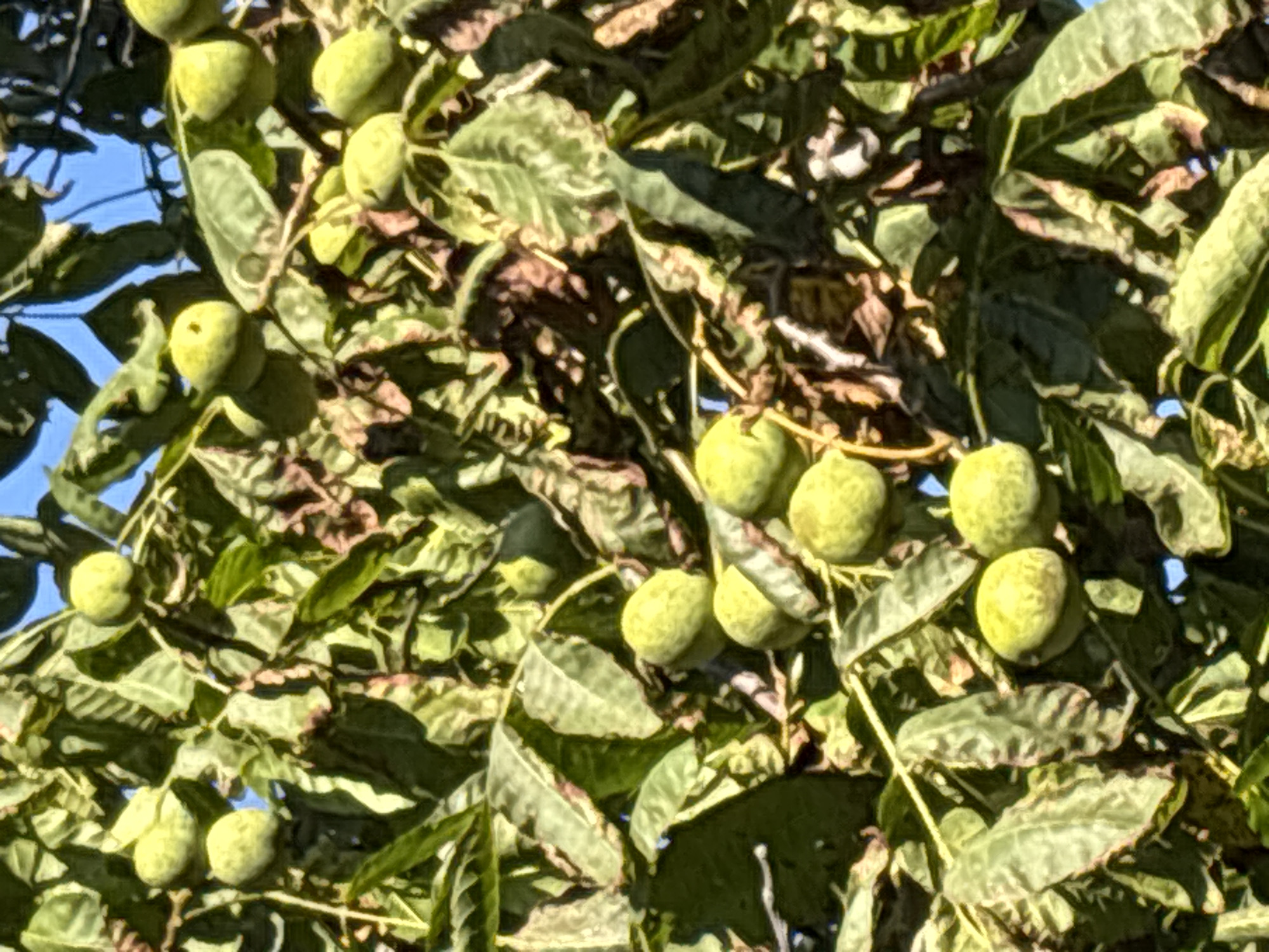 The image shows a close-up view of a walnut tree in Arkhipovskoye, Russia. The tree is laden with green, unripe walnuts, some still enclosed in their husks. The leaves are a vibrant green, with some showing signs of browning or discoloration. The sunlight filters through the foliage, creating a dappled effect. The sky is visible in some parts of the image, appearing blue and clear. The overall scene depicts a natural outdoor environment, likely a garden or orchard, in a rural or suburban setting. There are no people or animals visible in the image.