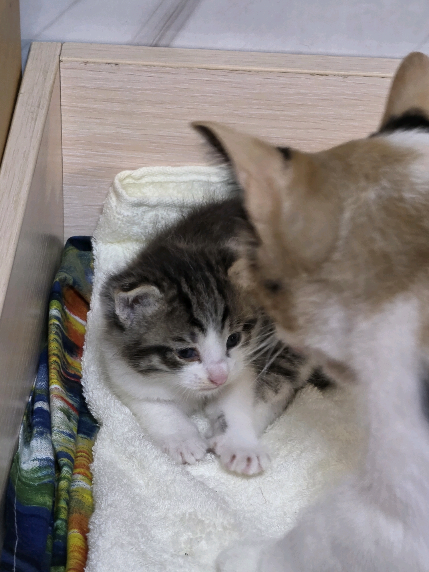 An adult cat's head is in the foreground, obscuring a portion of a kitten that is lying on a white towel. The kitten is a tabby with white markings. It is looking down and to the right. The towel is on top of a piece of fabric with a colorful, abstract pattern. The background is a wooden surface.