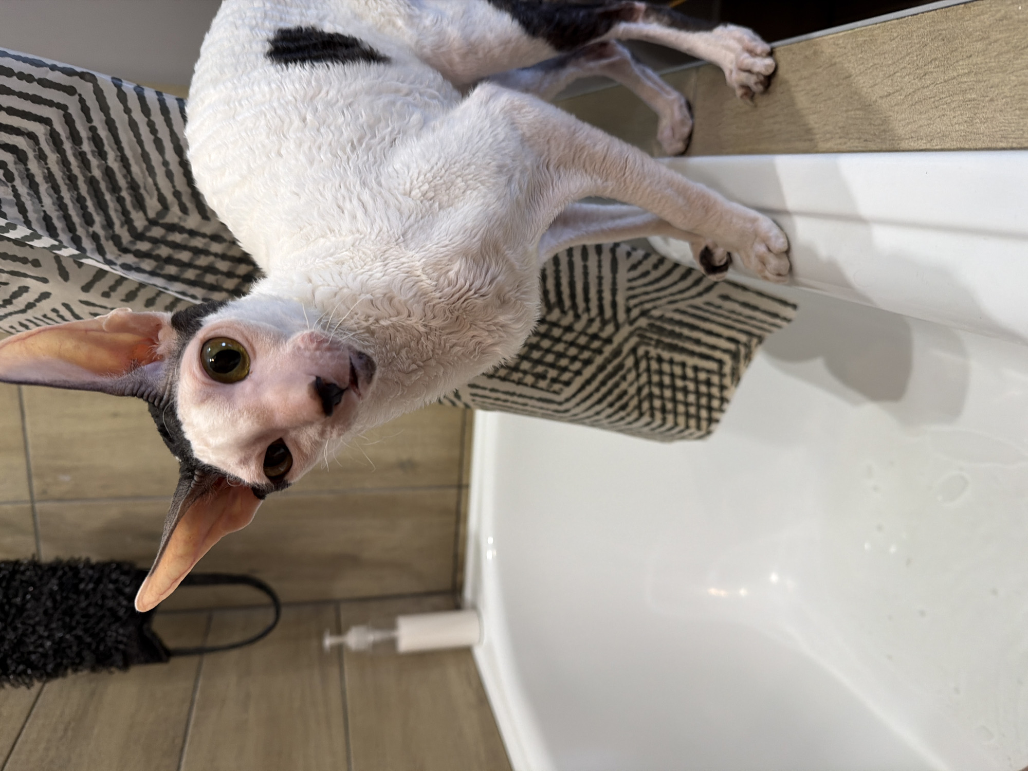 In a bathroom, a white Cornish Rex cat with a black spotted pattern on its back and head stands on the edge of a bathtub. The cat has large ears and is looking towards the camera with wide, green eyes. The bathtub is white and appears to be clean. A patterned shower curtain hangs behind the cat, and a dispenser with liquid is visible on the tiled wall. The overall scene suggests a domestic setting.