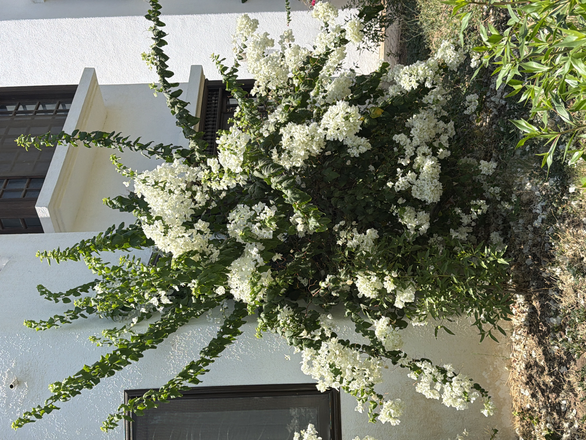 The image captures a vibrant bougainvillea plant with abundant white blossoms, cascading against a white textured wall of a building in Sharm El Sheikh, Egypt. The plant is positioned to the left of the frame, its long, leafy branches reaching upwards and outwards, framing a dark-paned window on the left side of the building. Above the window, a white architectural ledge juts out, providing a distinct line against the white wall. Further to the right, another dark-paned window is visible, partially obscured by the plant's dense foliage and white flowers. The ground beneath the bougainvillea is covered with a layer of small stones and dry foliage, suggesting a dry, arid environment typical of the region. Sunlight casts shadows on the wall and the ground, indicating it is daytime. The building appears to be a residential or hotel property, characteristic of the architecture found in Sharm El Sheikh. No people are visible in the image.